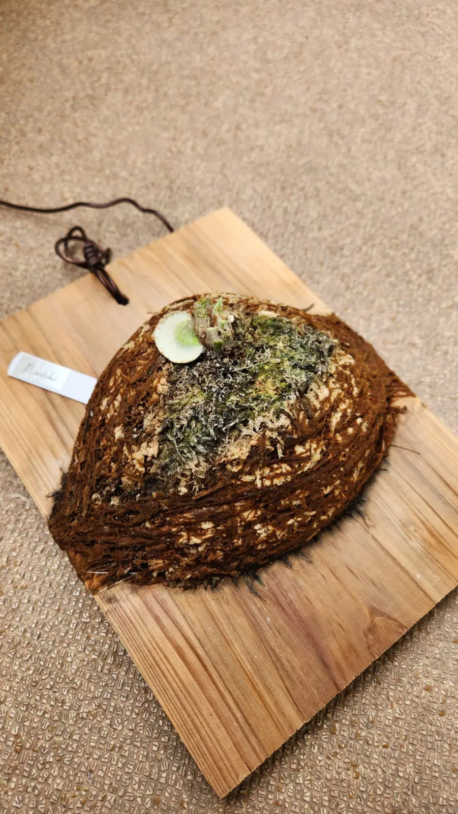 ビカクシダ　ベイチー