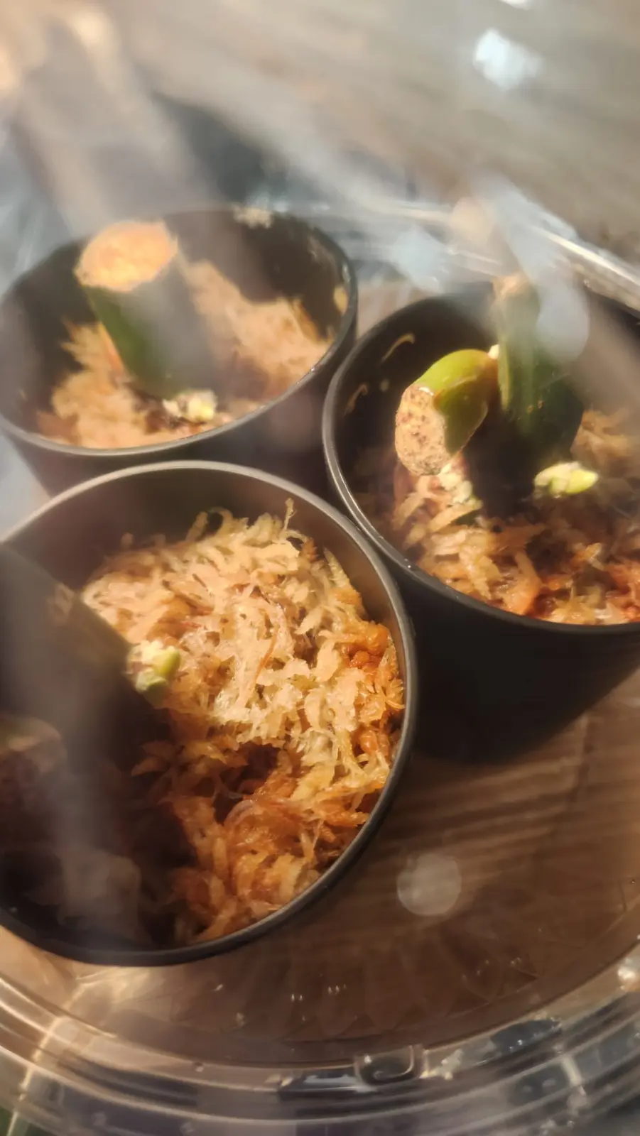 フィロデンドロン　ブロウマニーウォーターメロン　茎伏せ