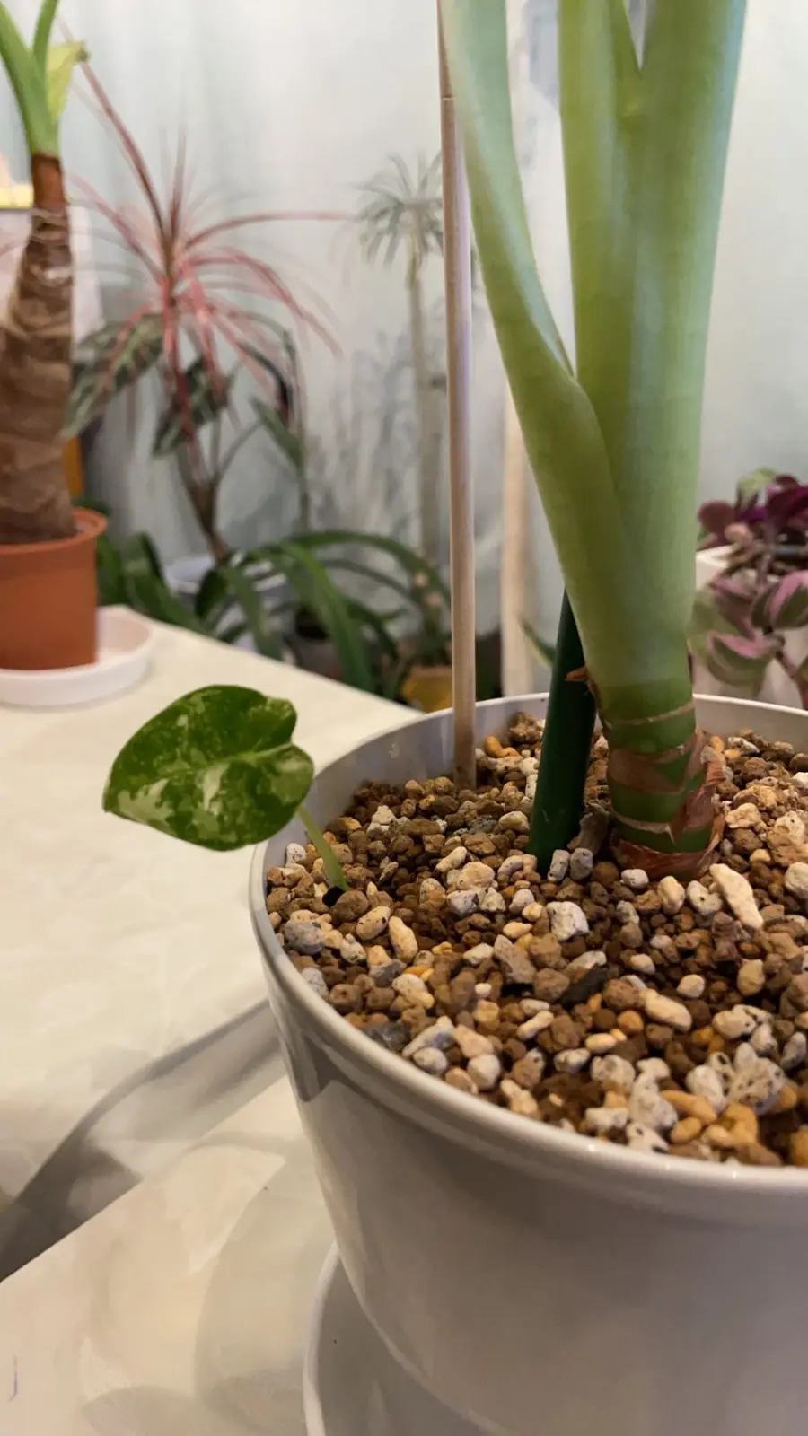 アロカシア　グリーンベルベット斑入り・実父より