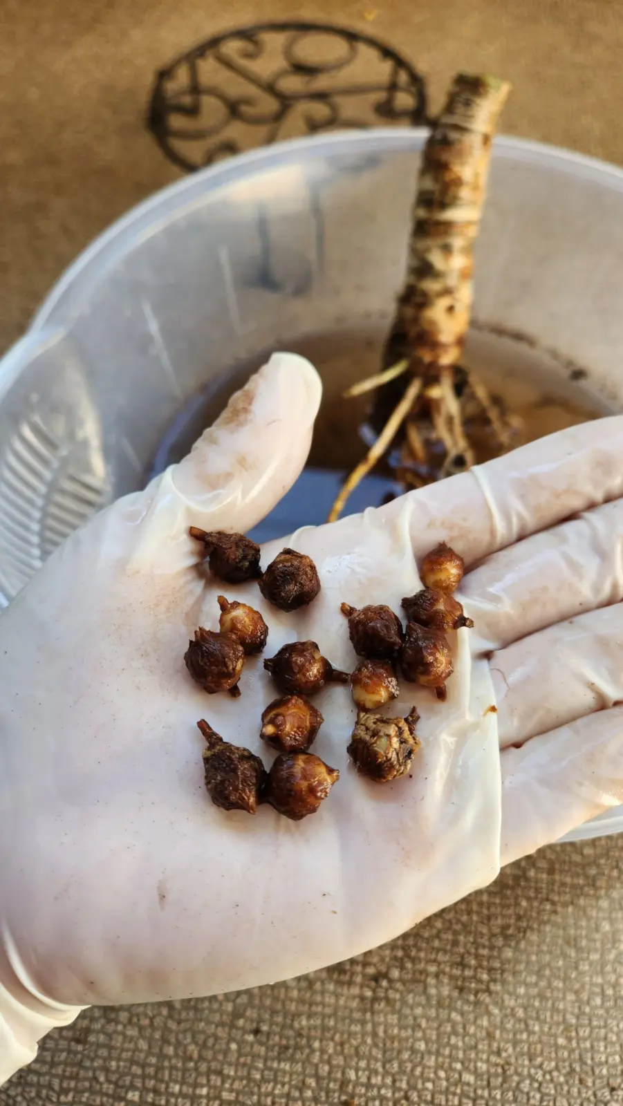 アロカシア　バンビーノ・芋