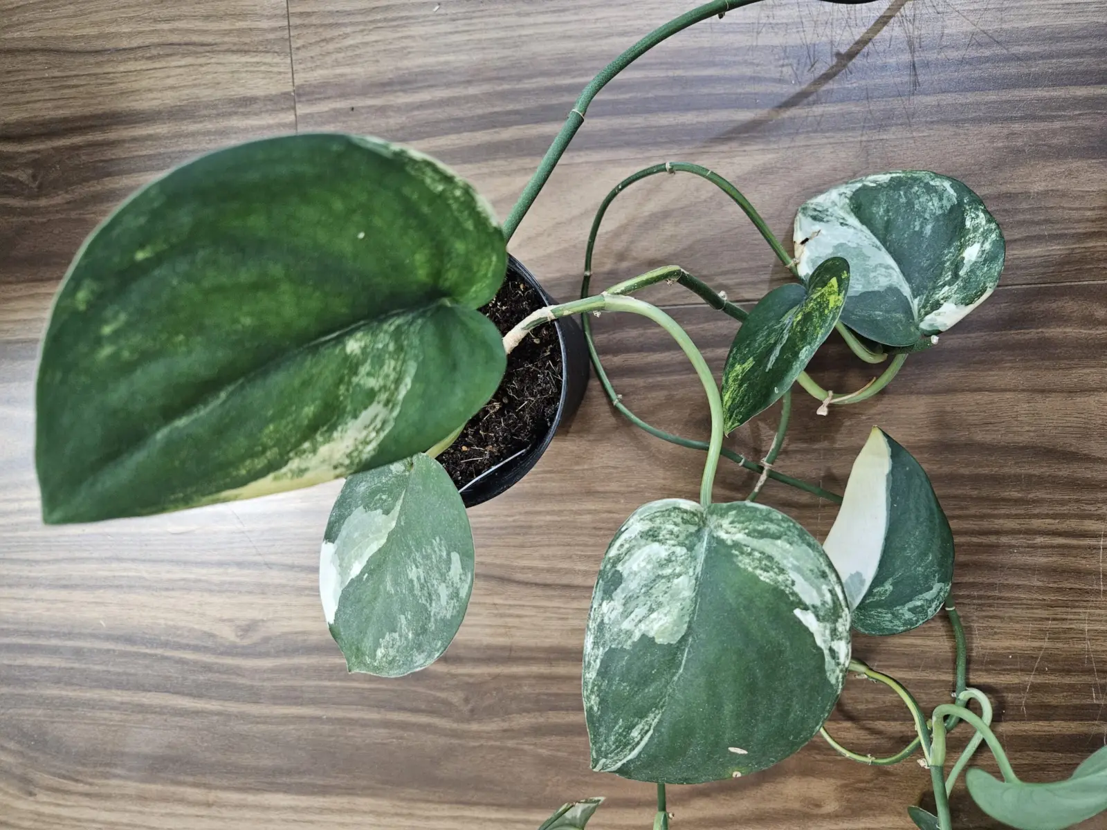 スキンダプサス　ジェイドサテン　バリエガータ