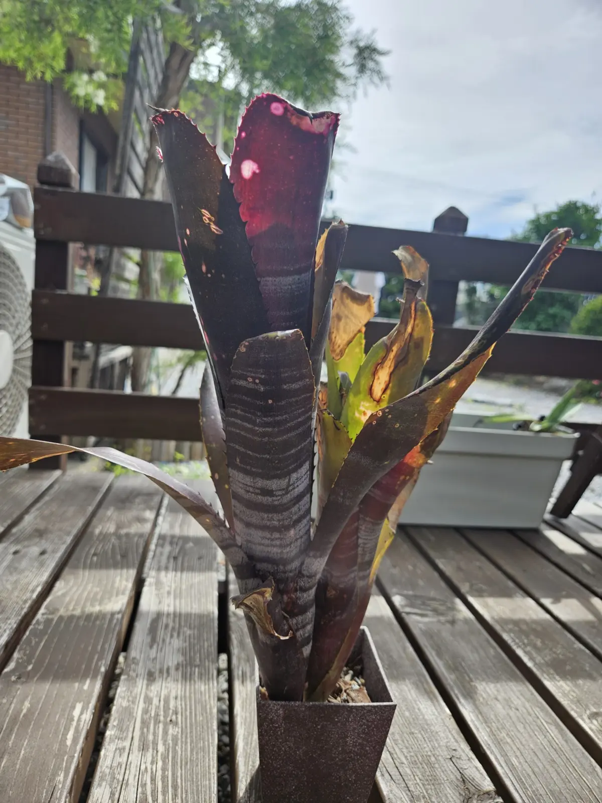 ビルベルギア　ダースベイダー