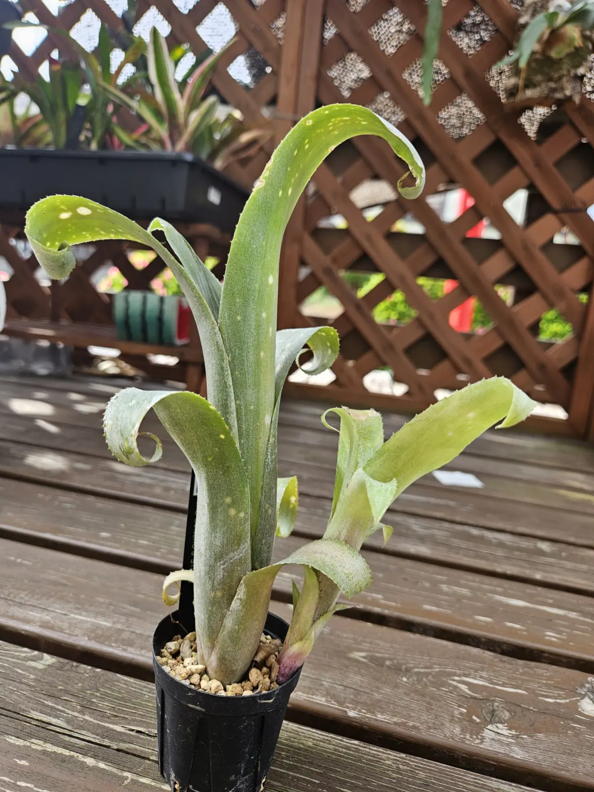 ビルベルギア　オバケ