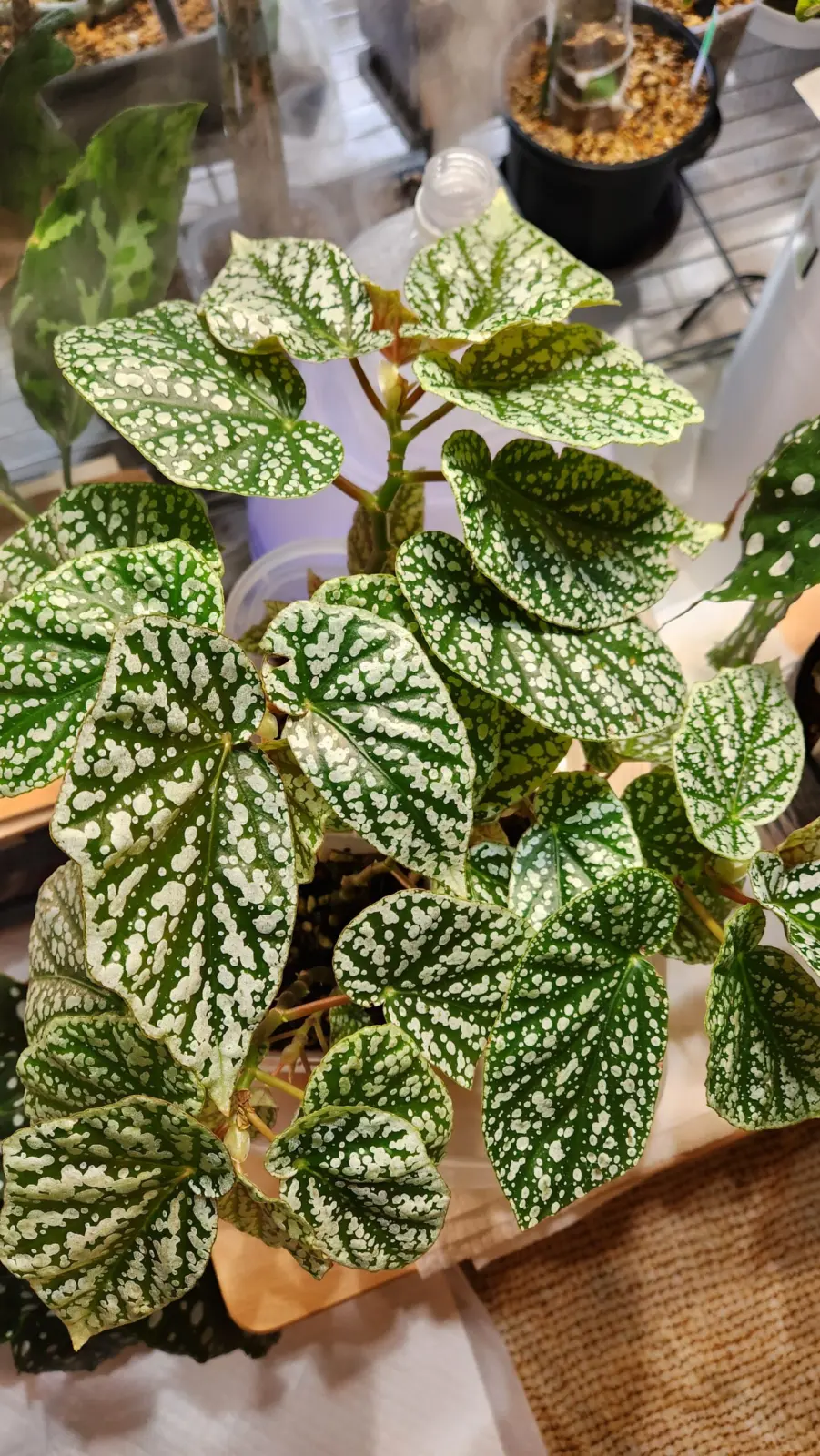 ベゴニア　ホワイトアイス(挿し木)