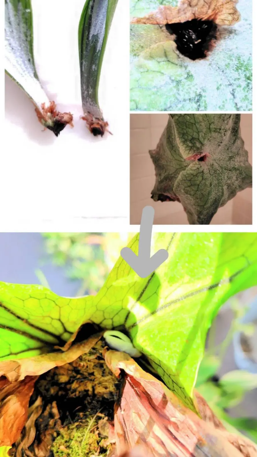 ビカクシダ スーパーバム 首折れ 復活③