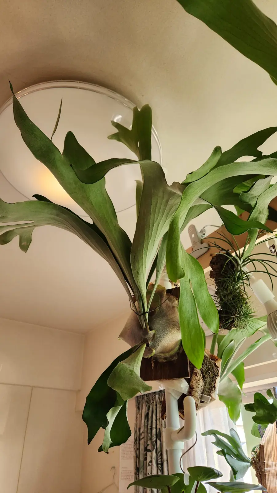 ビカクシダ　ネザーランド