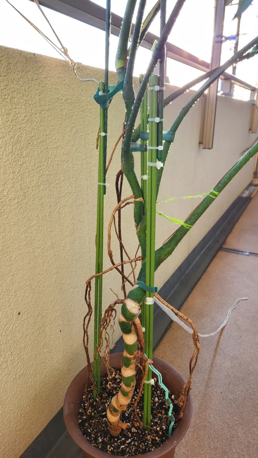 モンステラ　デリシオーサ