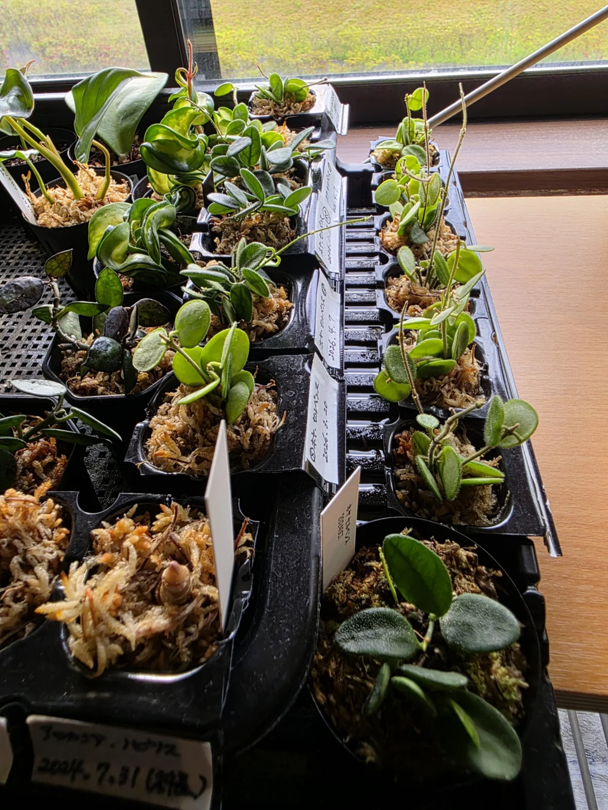 ホヤ セルペンス