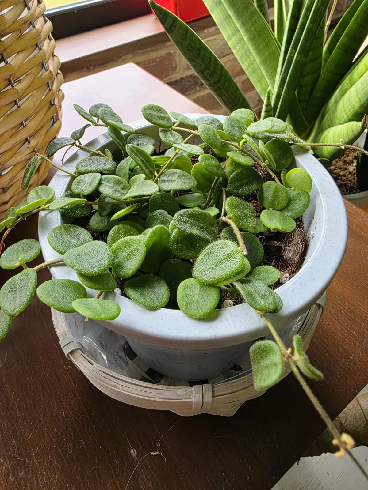 ホヤ セルペンス