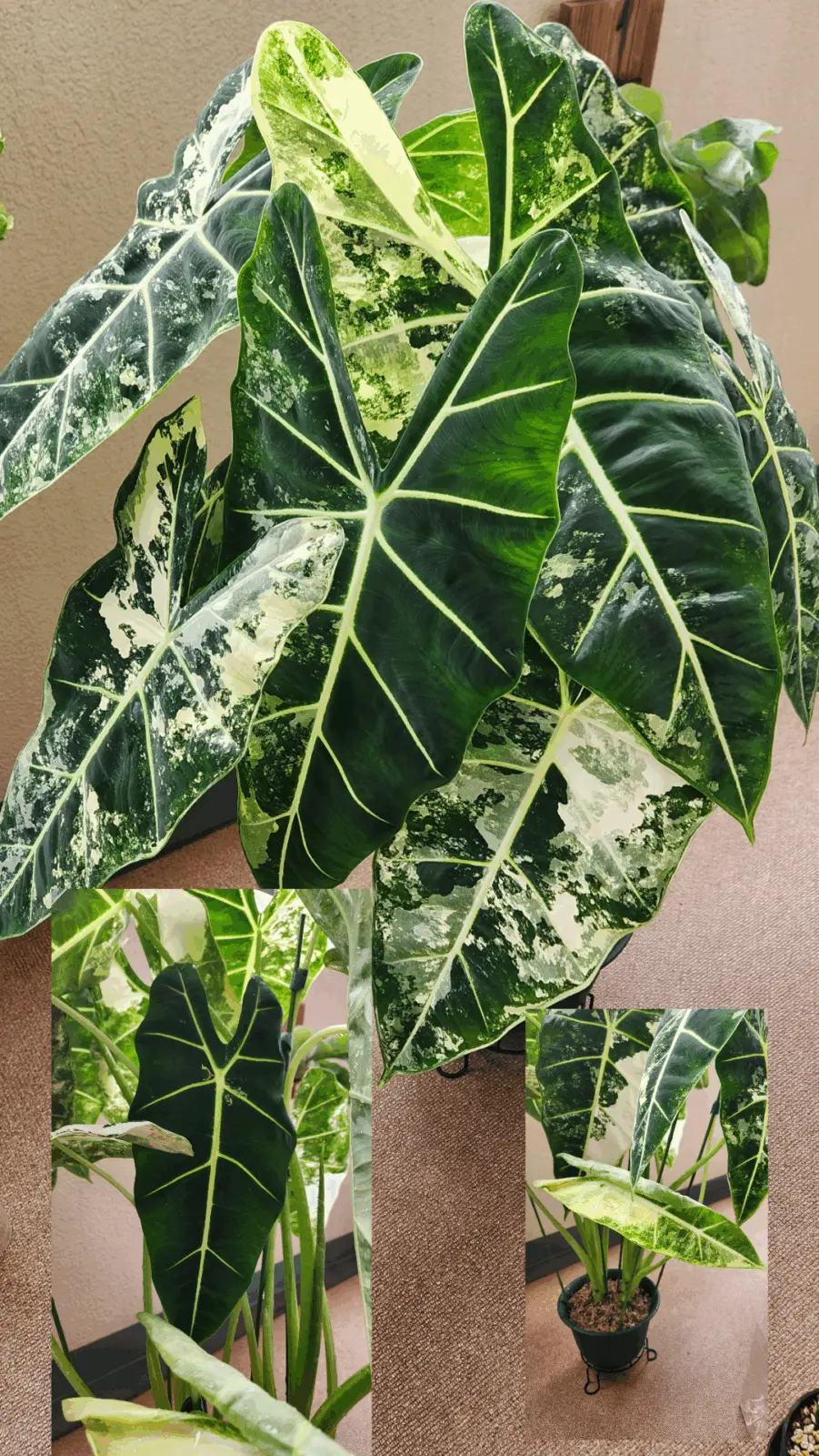 アロカシア　グリーンベルベット斑入り