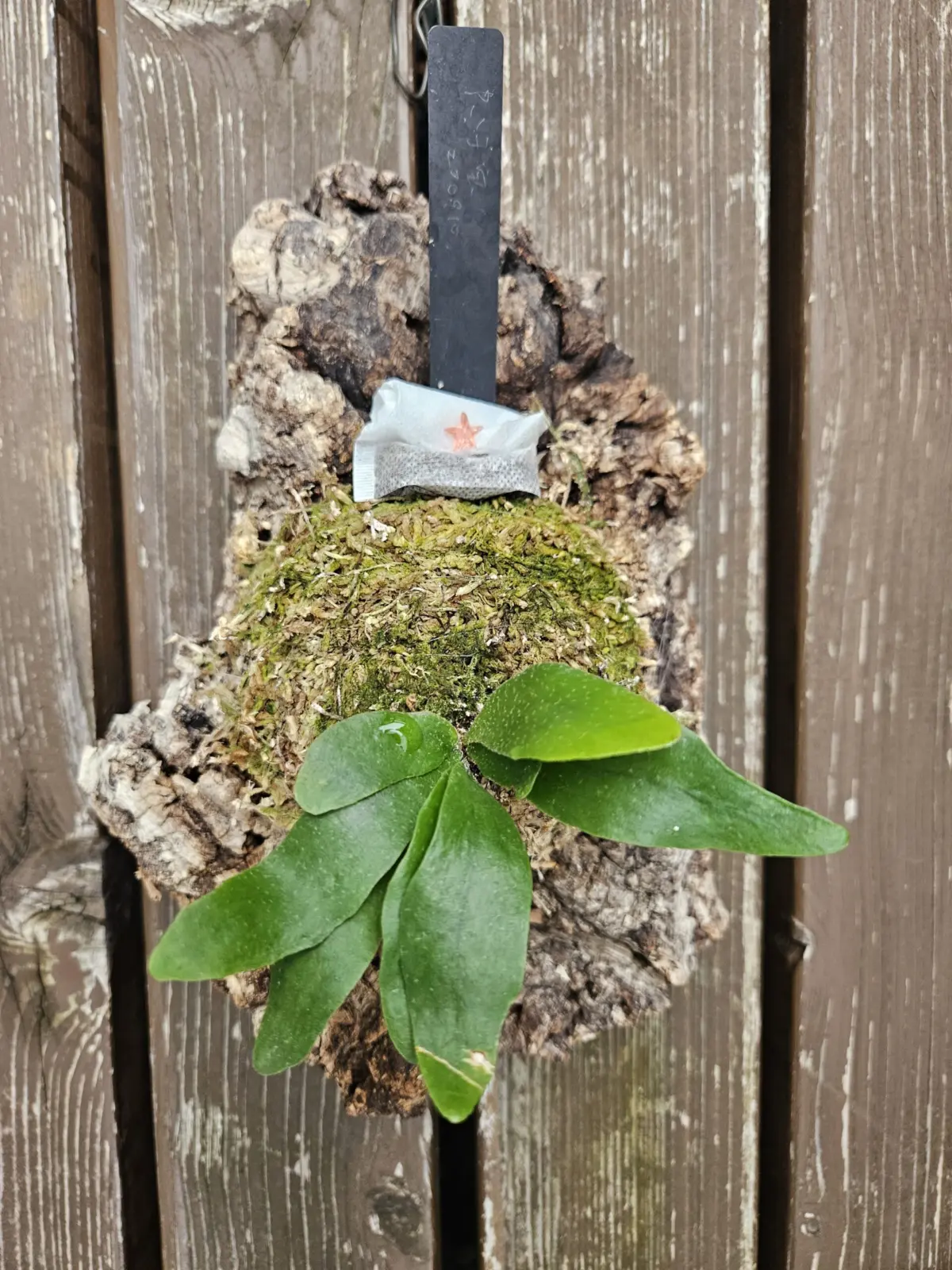 ビカクシダ　子宝