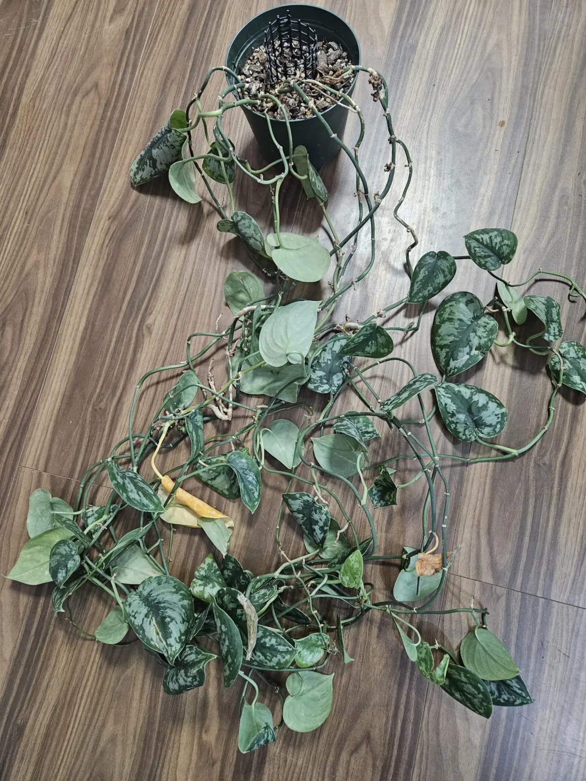 スキンダプサス　ピクタス(？)