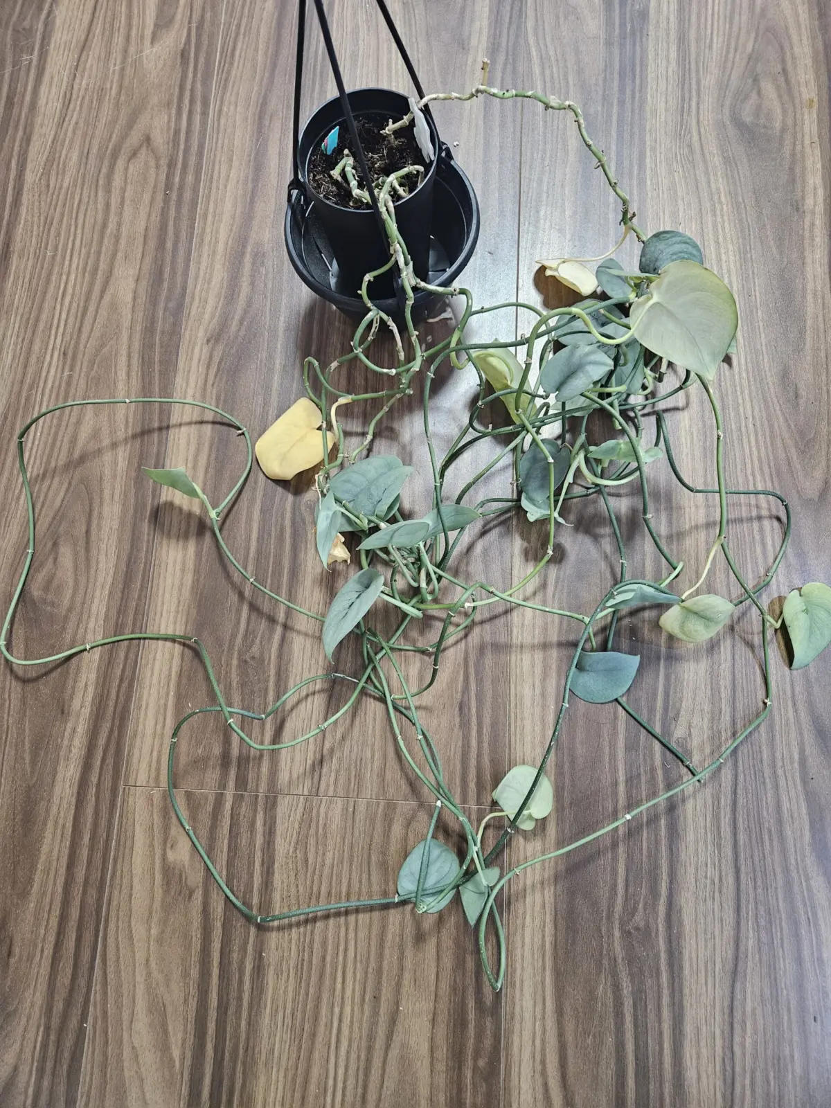 スキンダプサス　オルモストシルバー