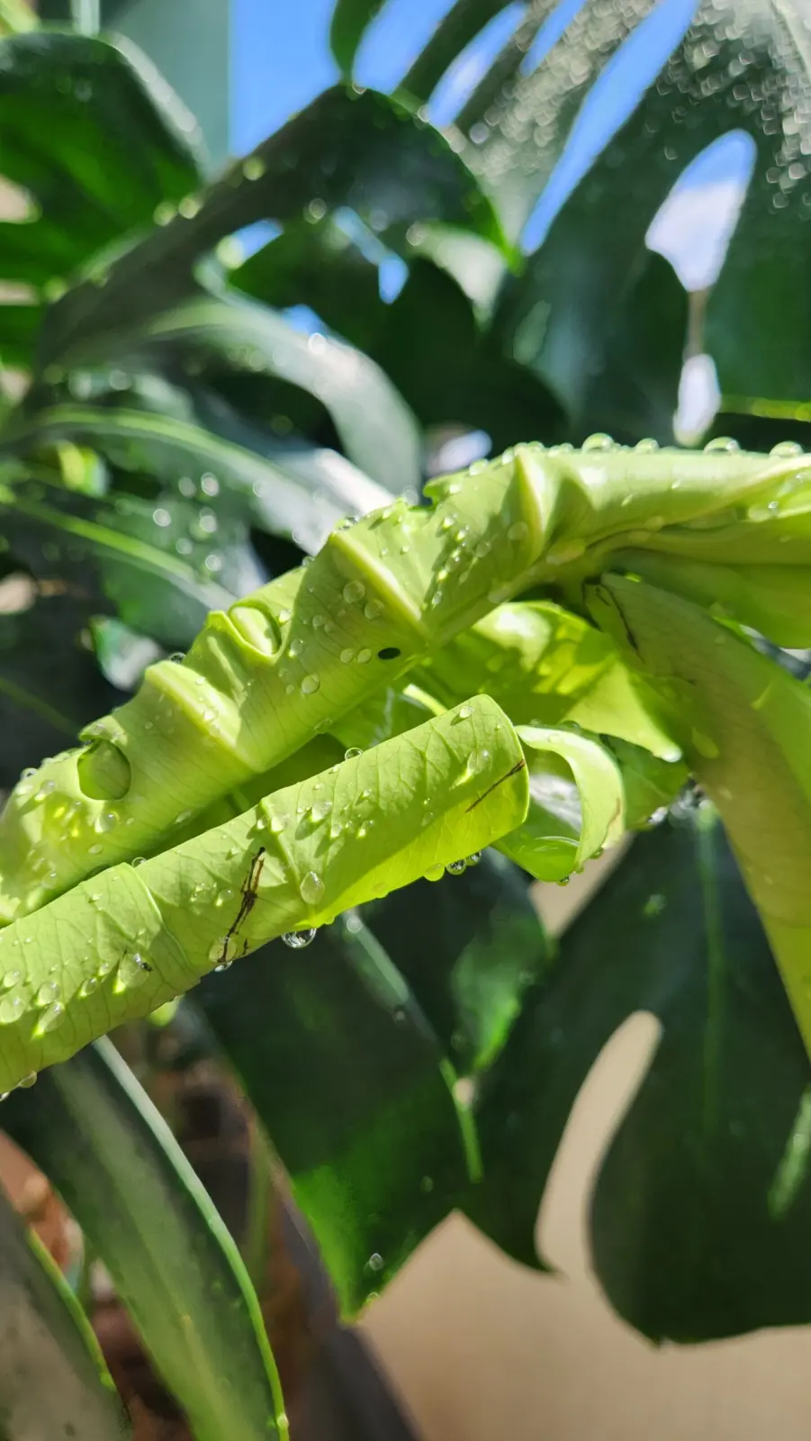 モンステラ　デリシオーサ