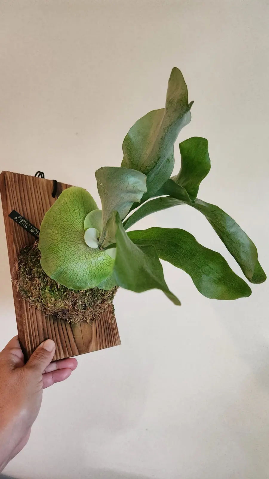 ビカクシダ　シルキーホワイト