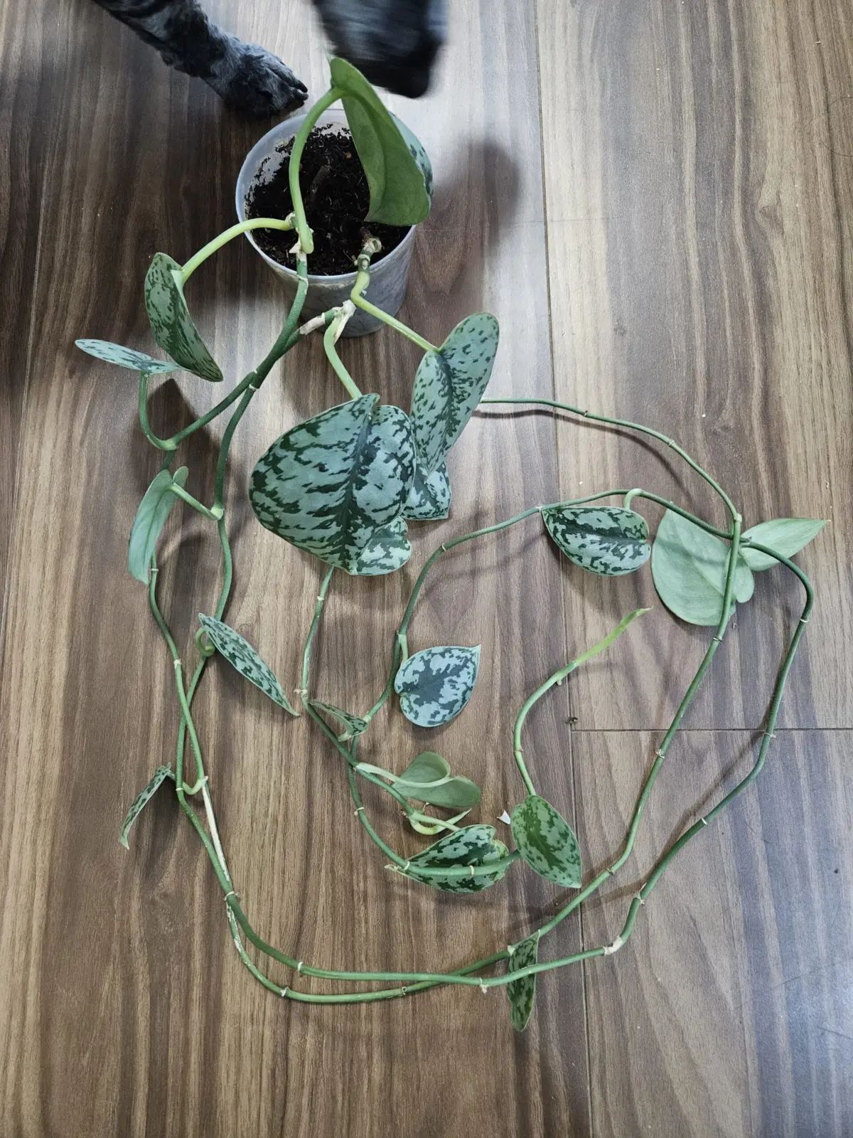 スキンダプサス　シルバーレディー