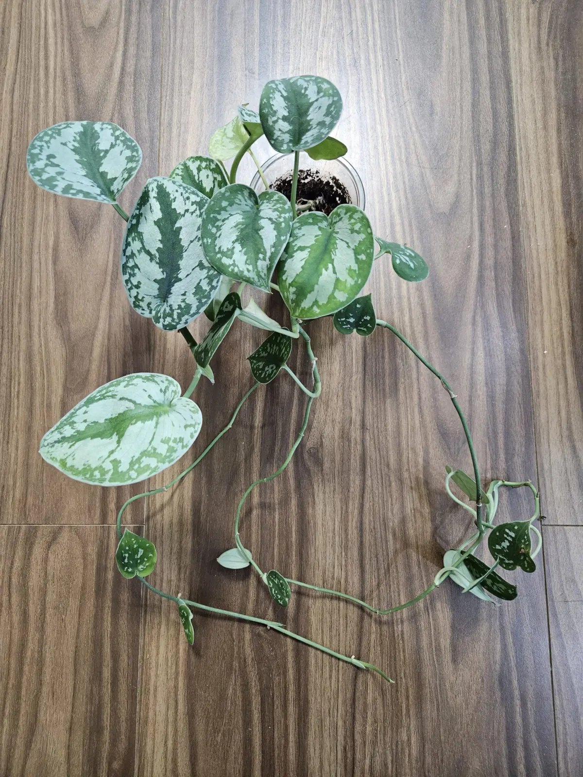 スキンダプサス　sp