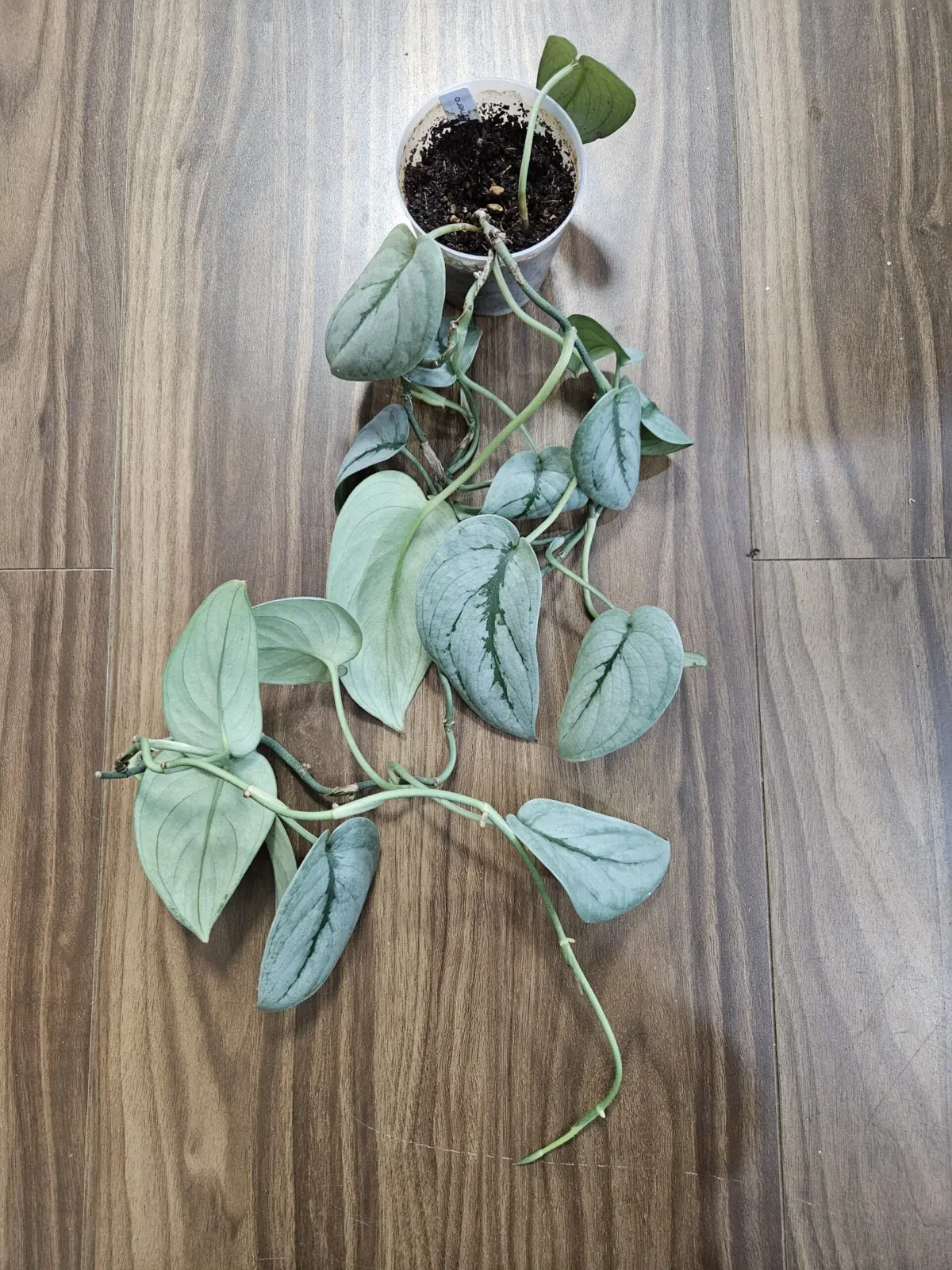 スキンダプサス　シルバーヒーロー