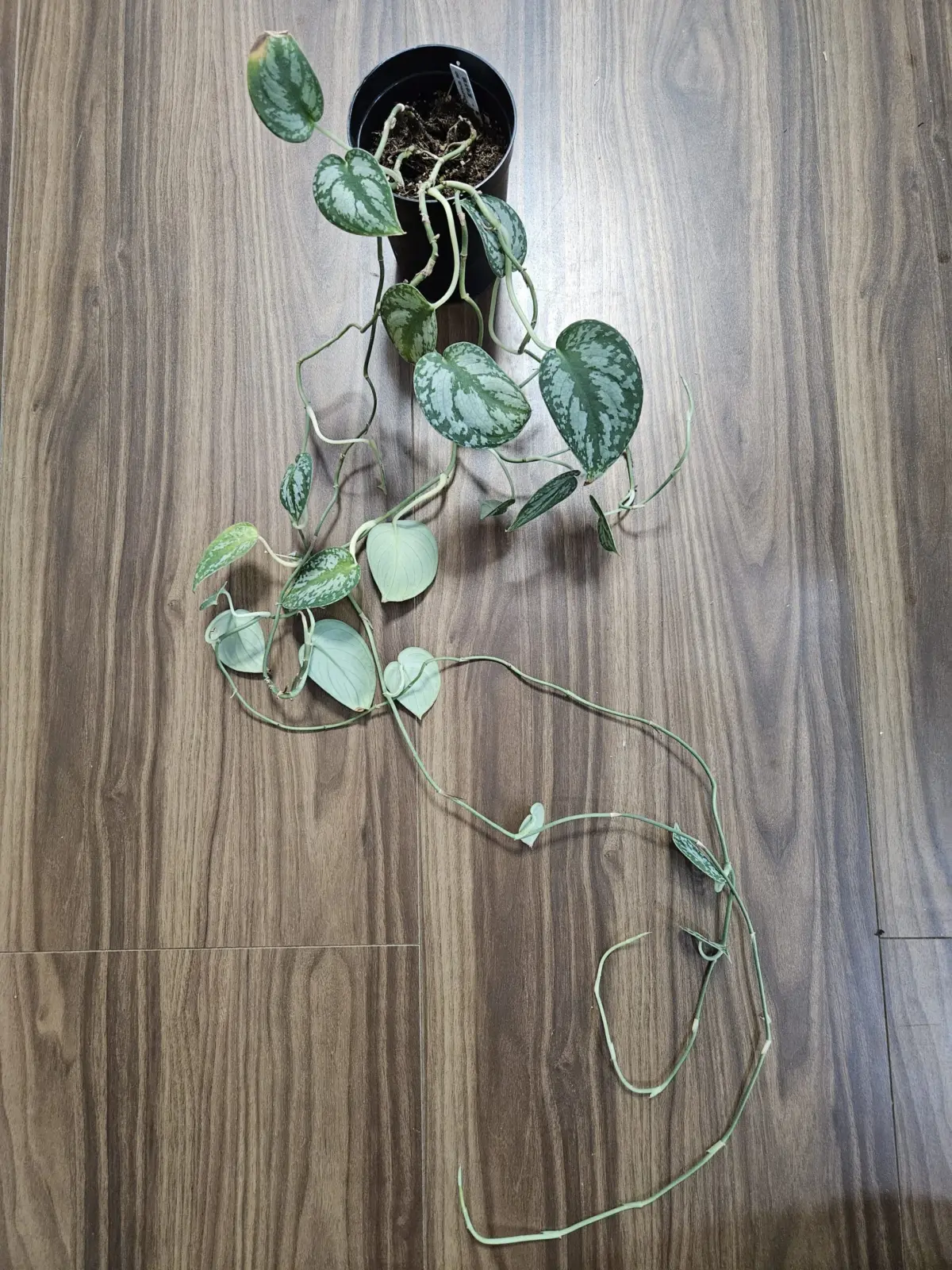 スキンダプサス　sp