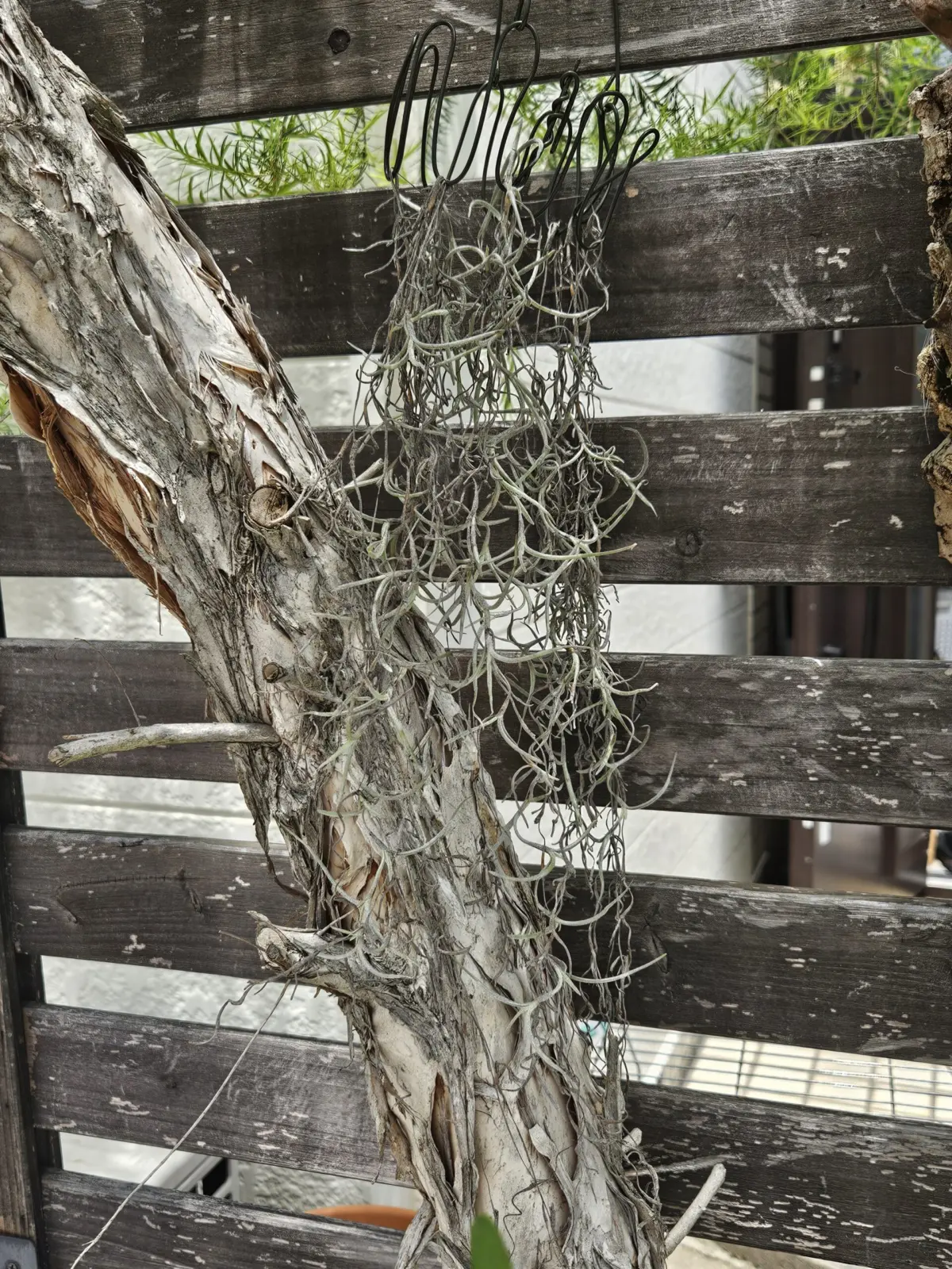 ティランジア　ウスネオイデス　