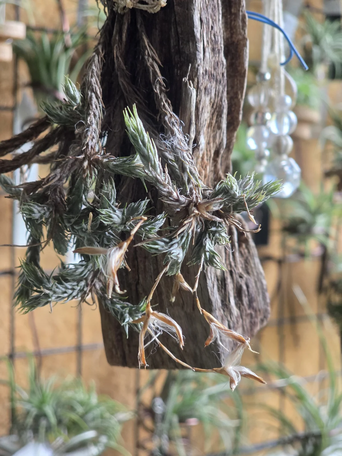 ティランジア トリコレピス