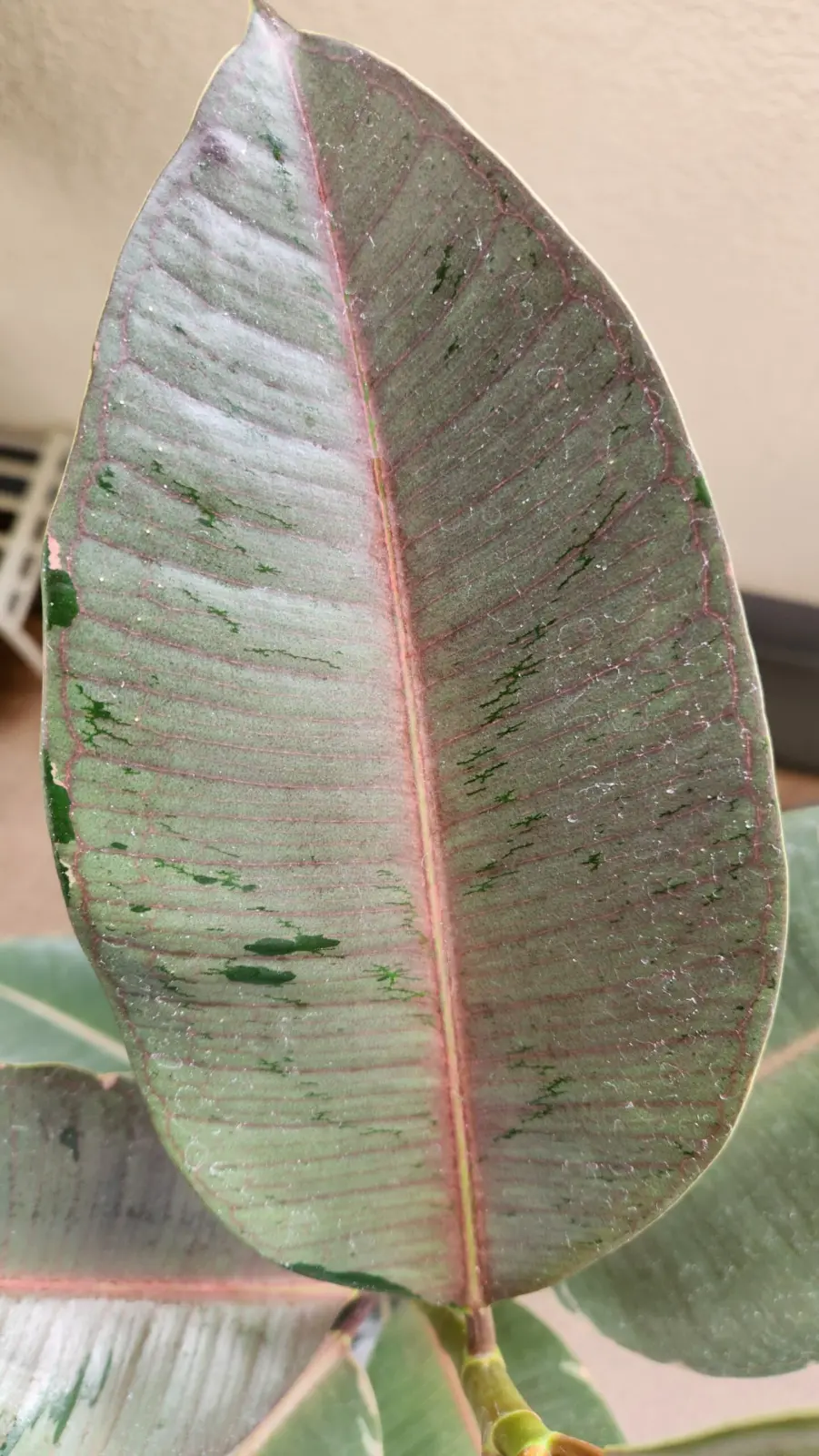 フィカス　ブルールビー　直売所