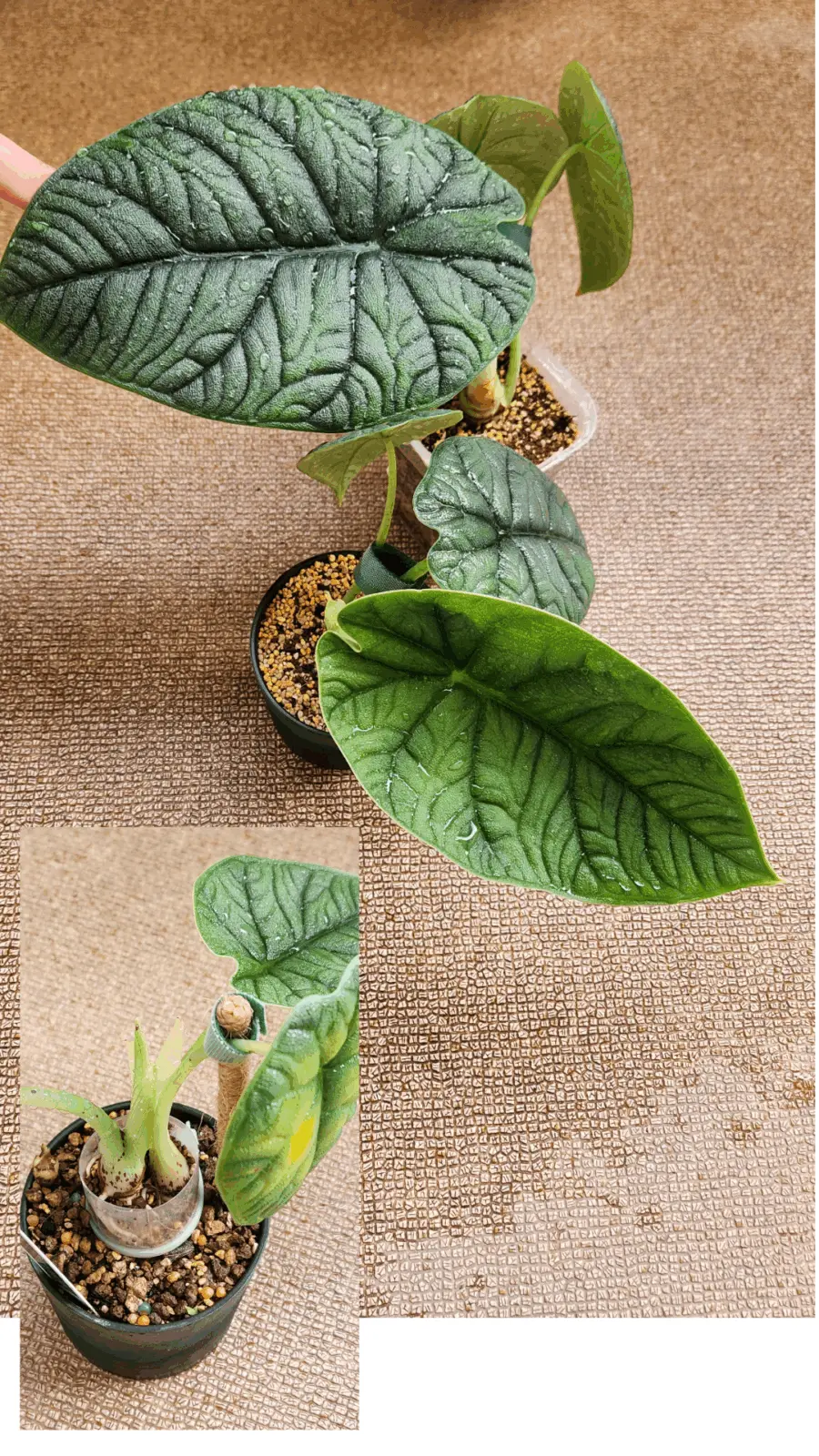 アロカシア メロ 単体と2株植え