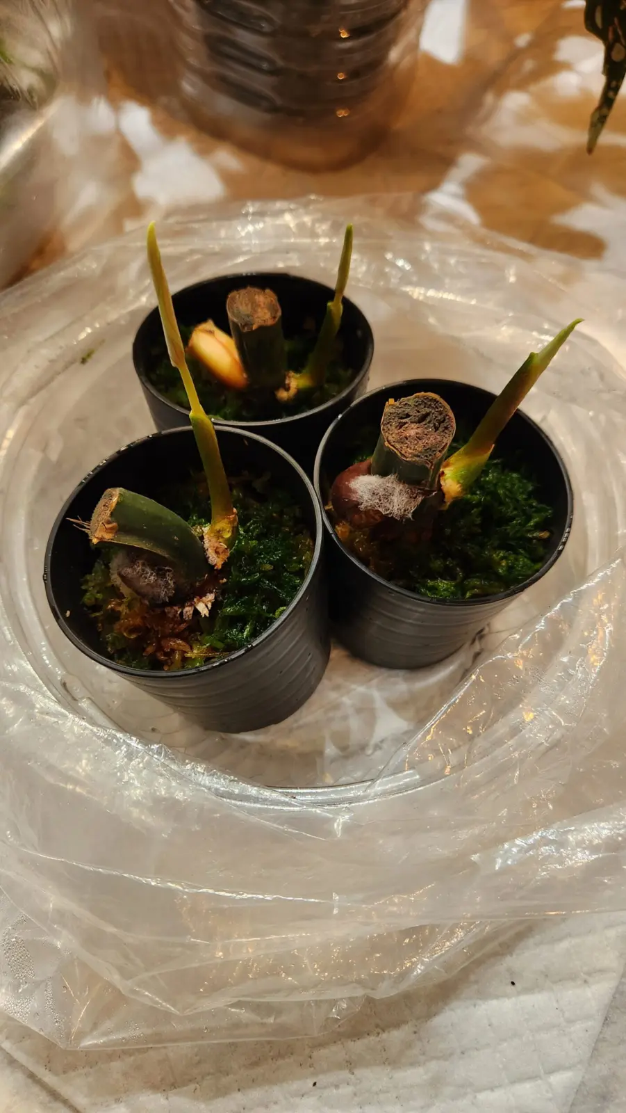 フィロデンドロン　ブロウマニー・ウォーターメロン茎伏せ