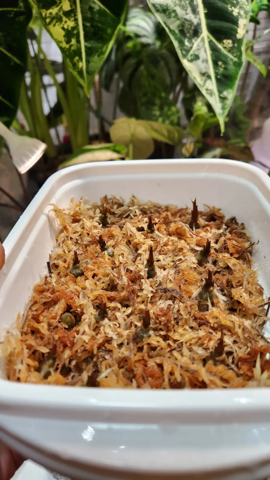 アロカシア バンビーノ 芋