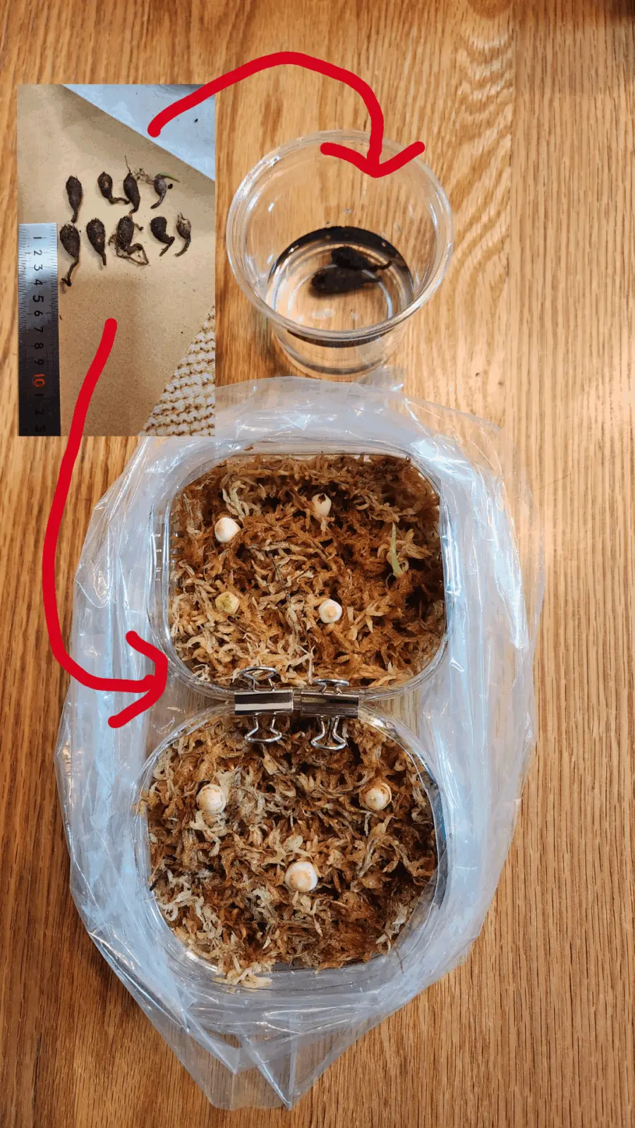 アロカシア メロ 芋をドボン