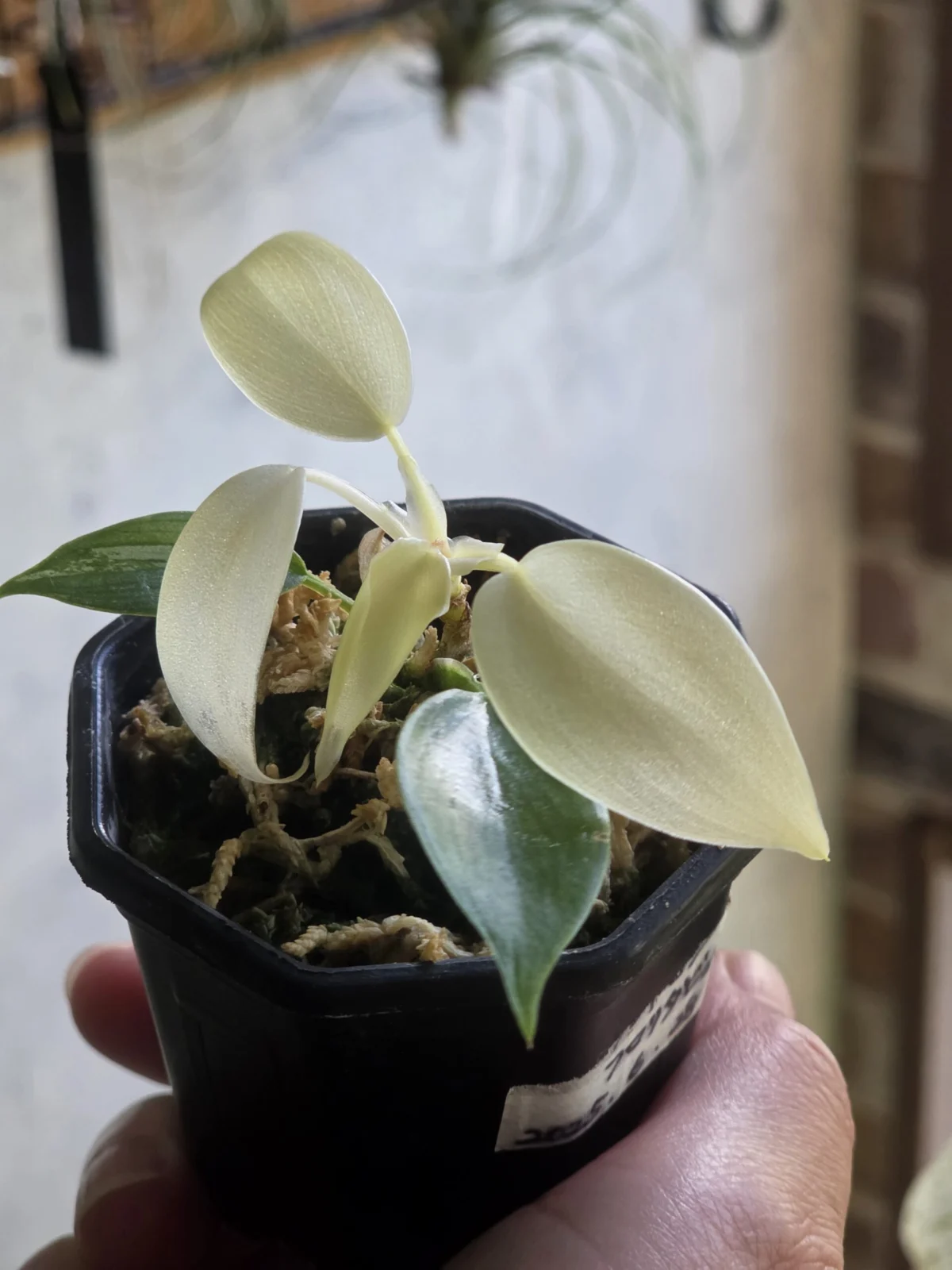 フィロデンドロン フロリダビューティー