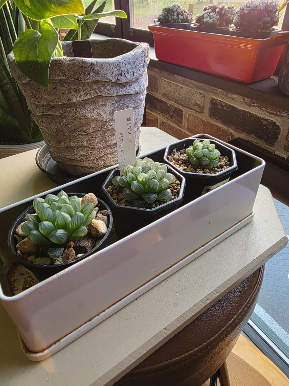 ハオルチア 紫オブツーサ