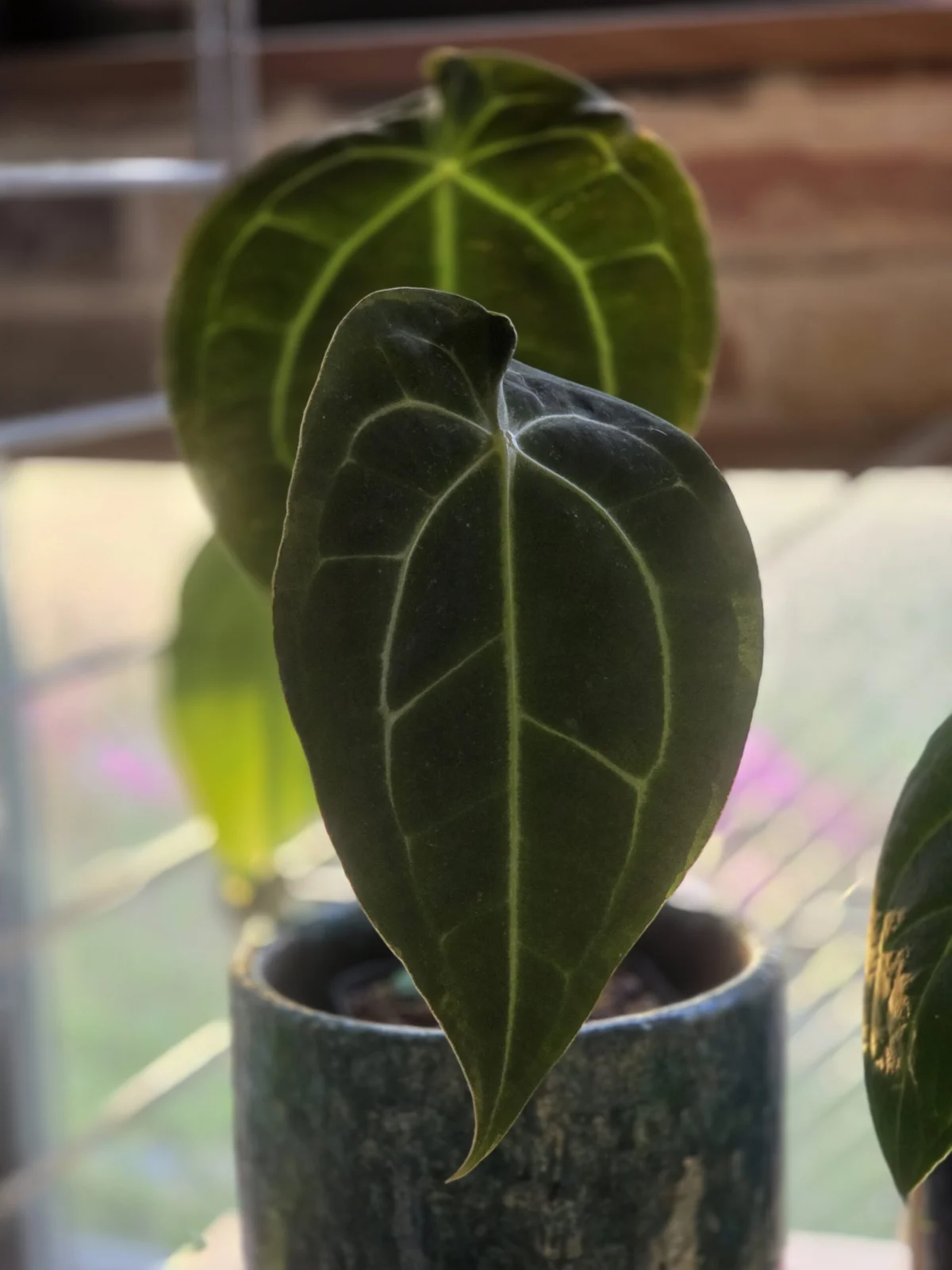 アンスリウム レガレ