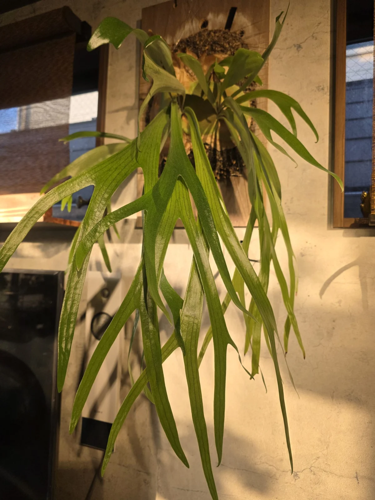 ビカクシダ　ビフルカツム(？)