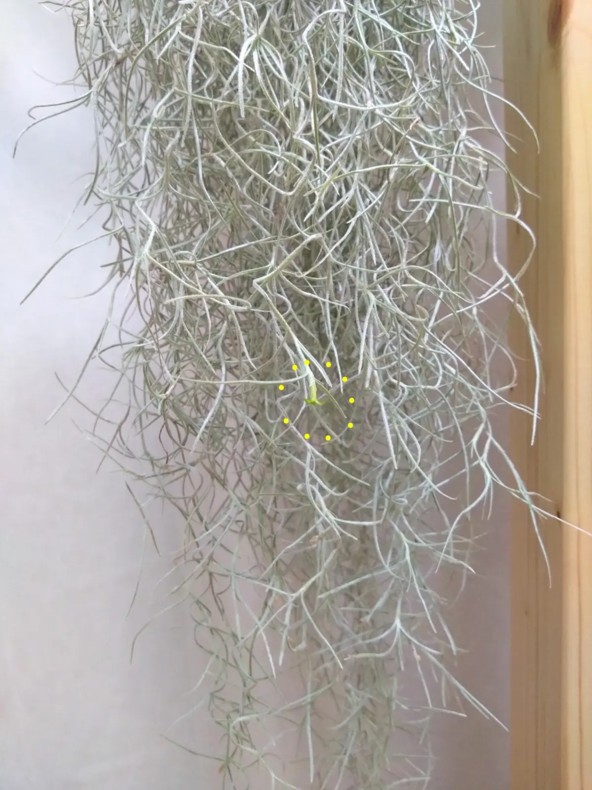 ティランジア　　ウスネオイデス