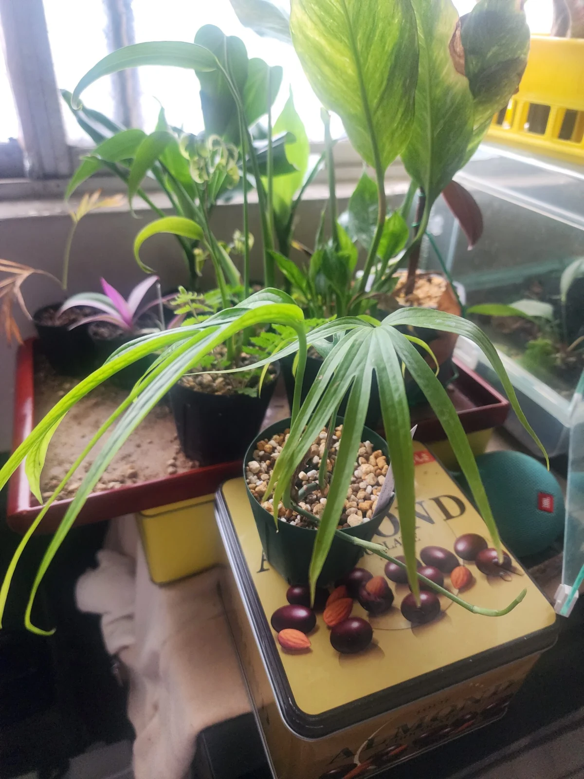 モンステラ　スブピナータ