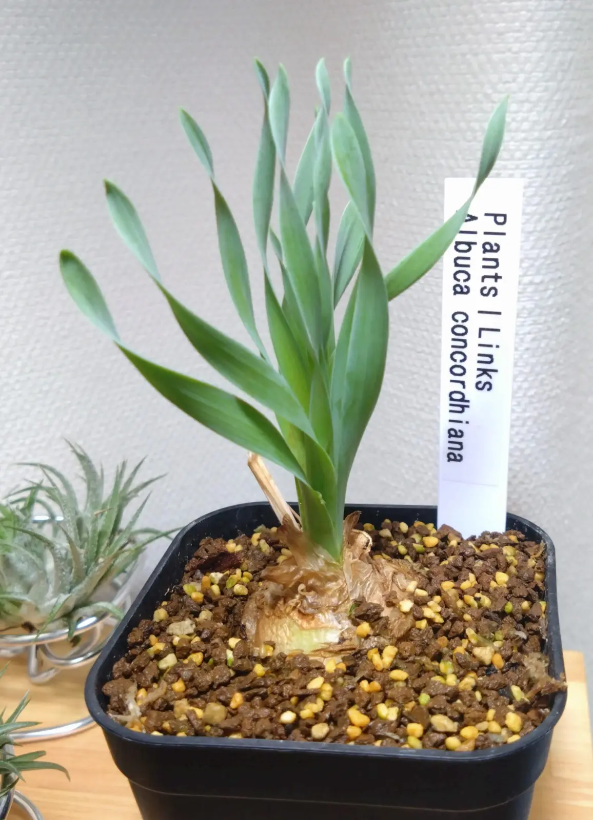 アルブカ　コンコルディアナ