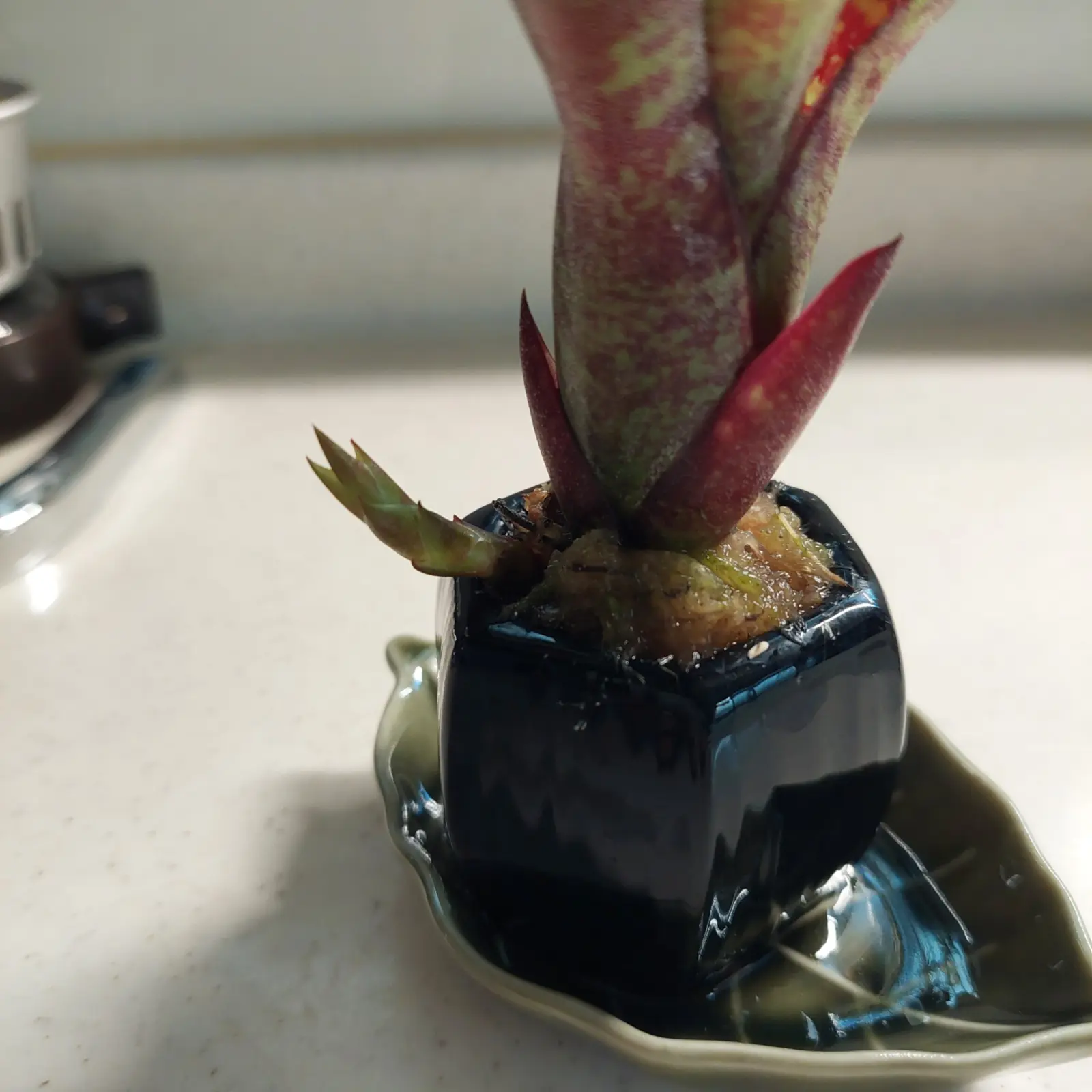 ネオレゲリア　リリープー