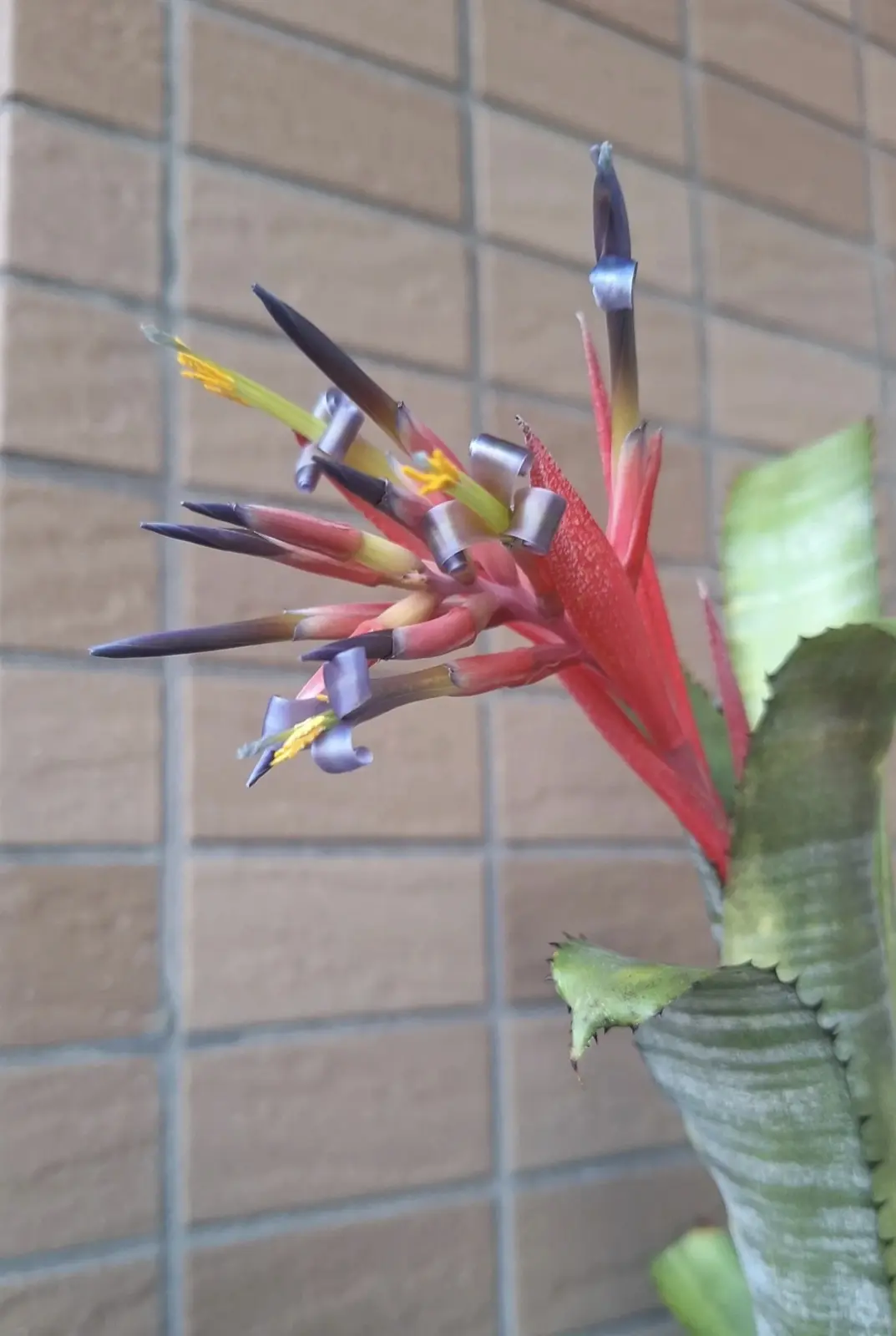 ビルベルギア　パイプライン