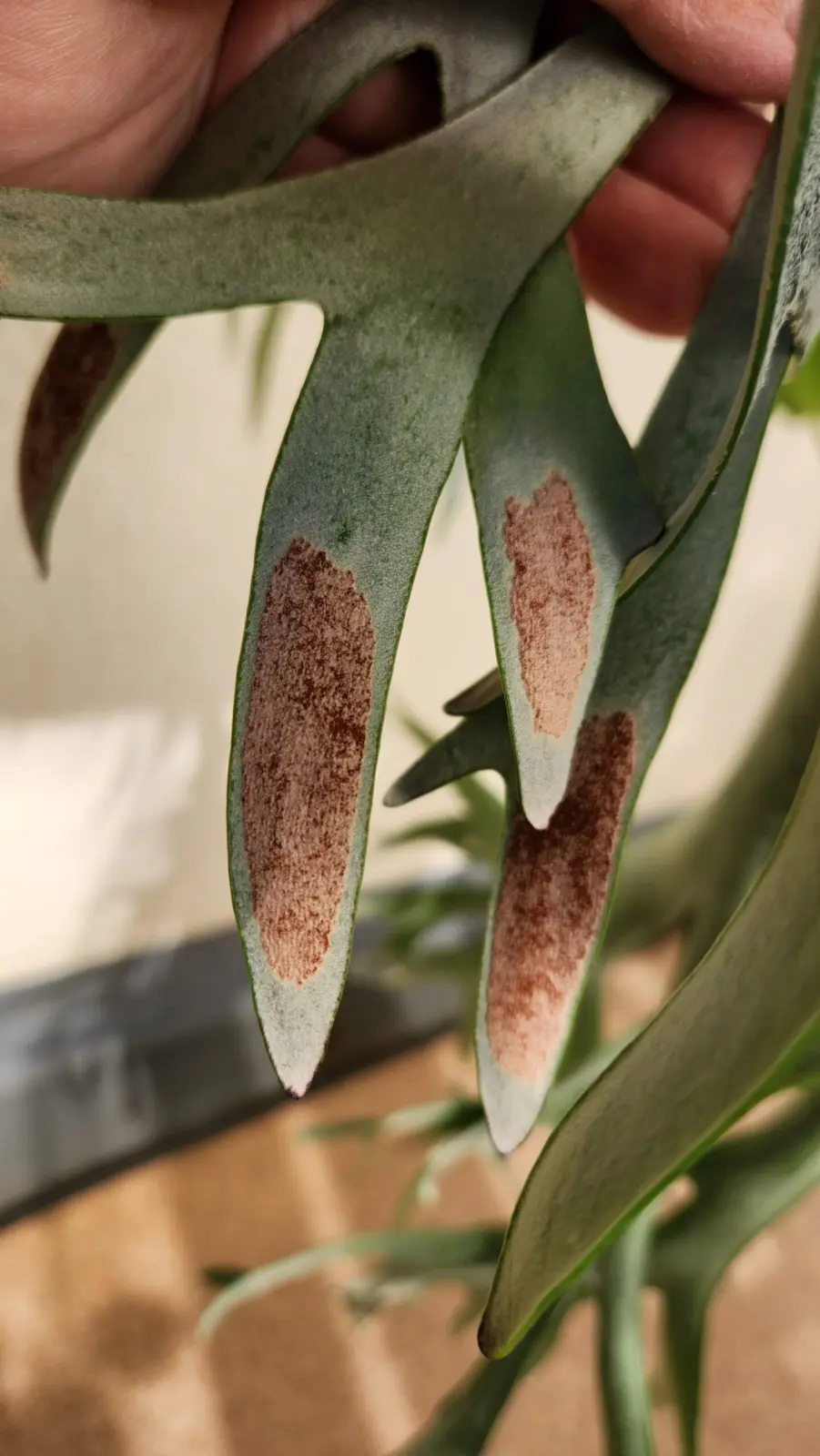 ビカクシダE-1 胞子