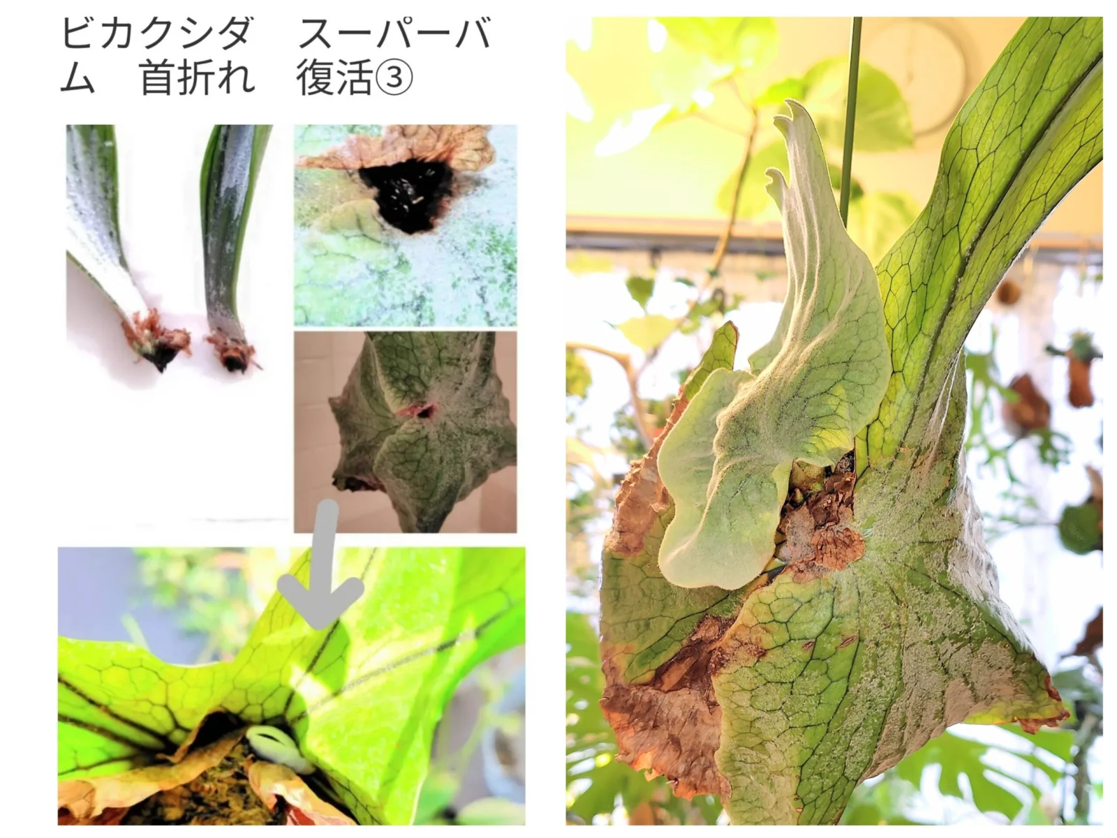 ビカクシダ　スーパーバム　首折れ　復活④