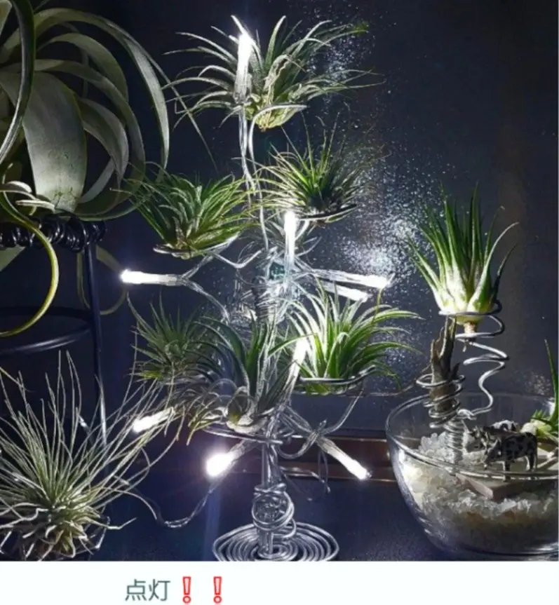 ティランジア　イオナンタ　不明