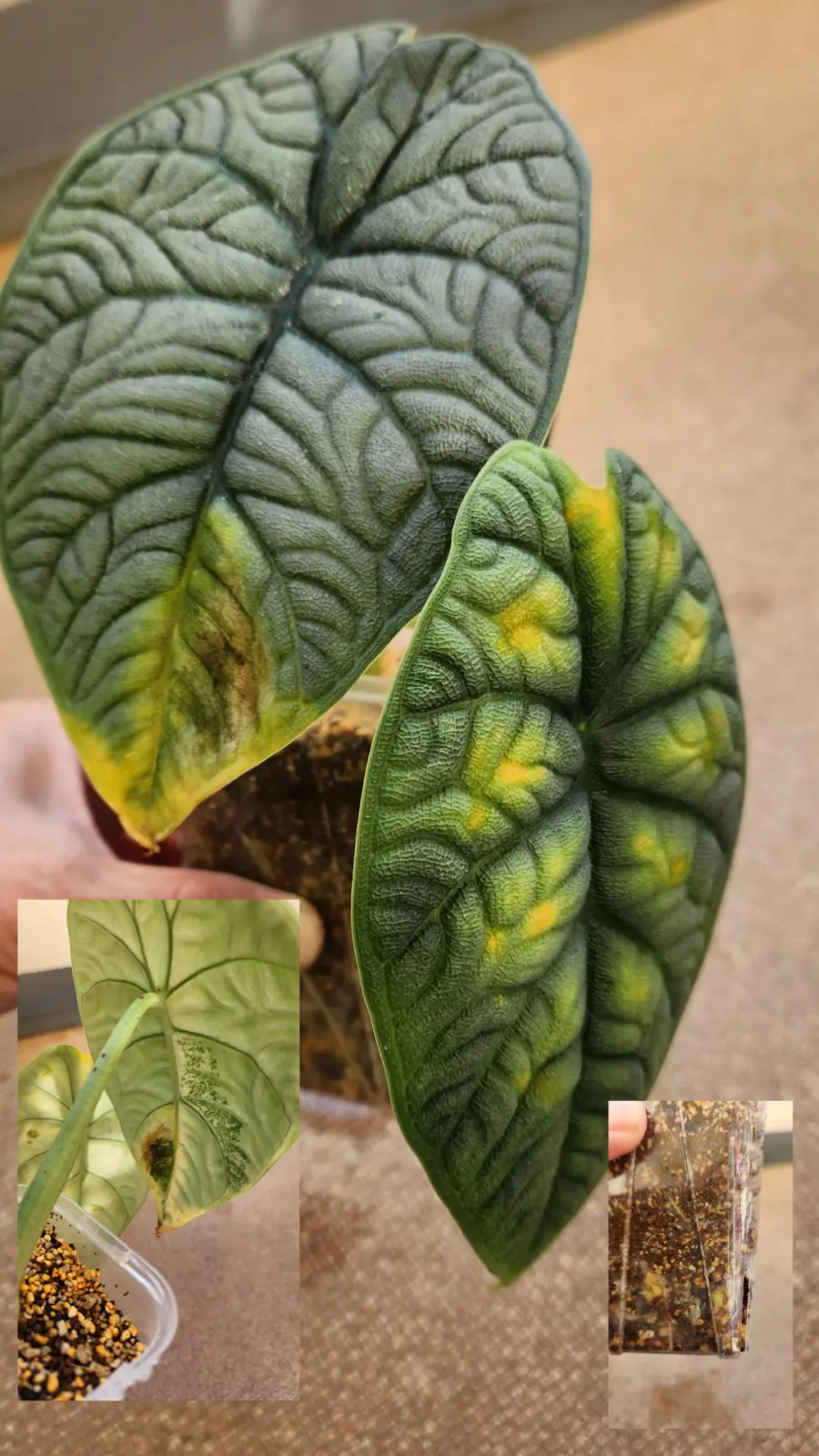 アロカシア　メロ(ヒートマットも無理だった)