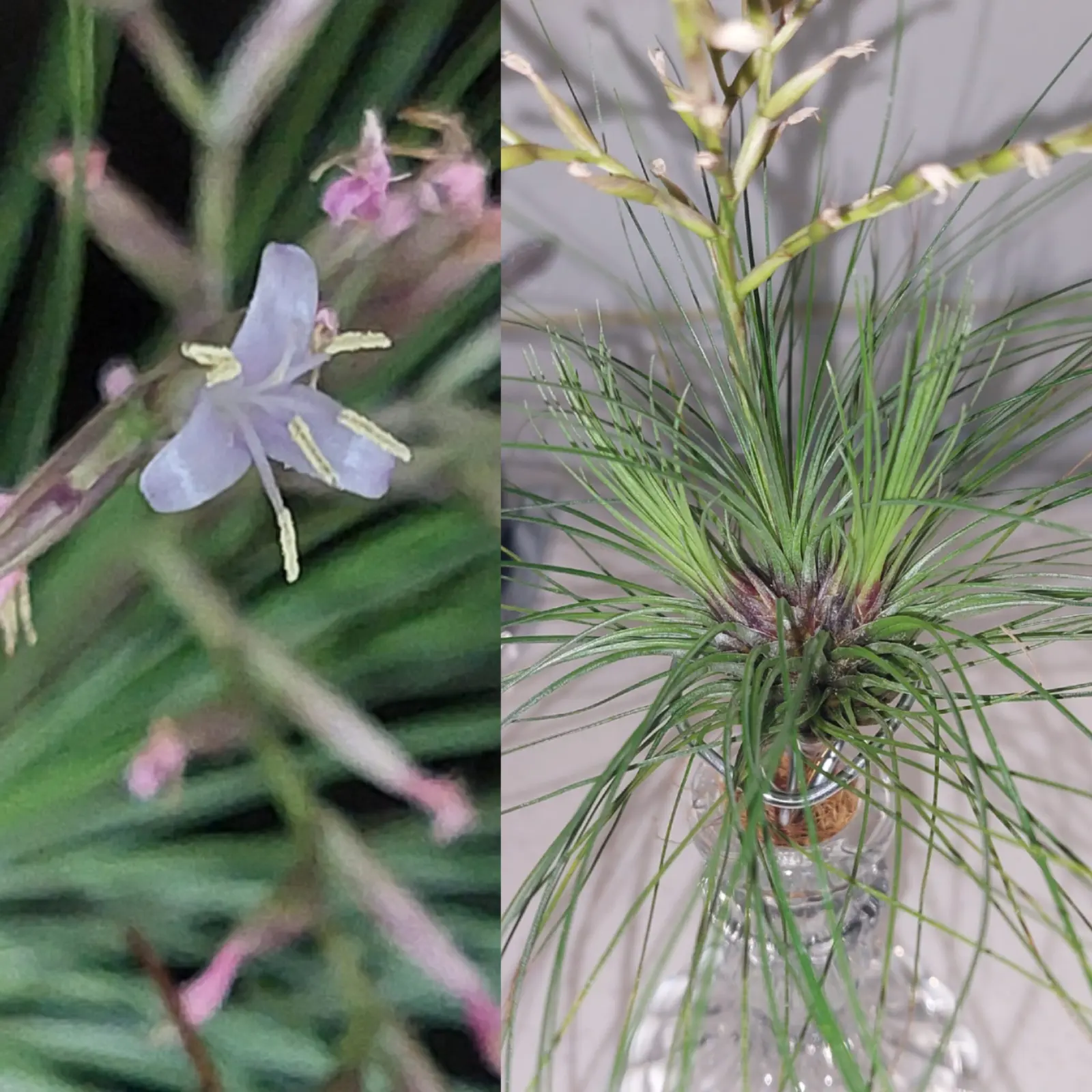 ティランジア　フィリフォリア