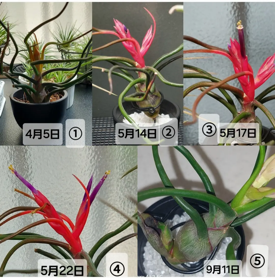 ティランジア　ブルボーサ　