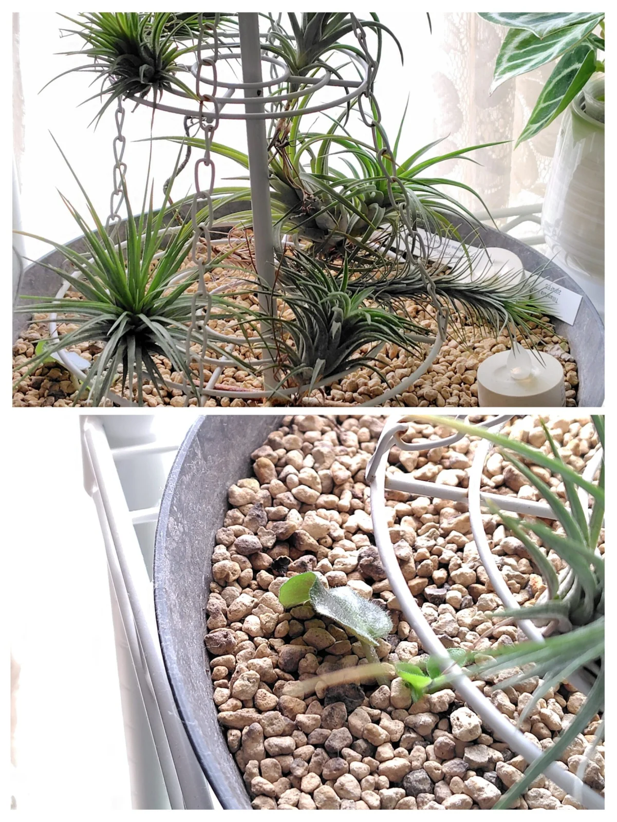 ティランジア　鉢皿　軽石　葉っぱちゃん