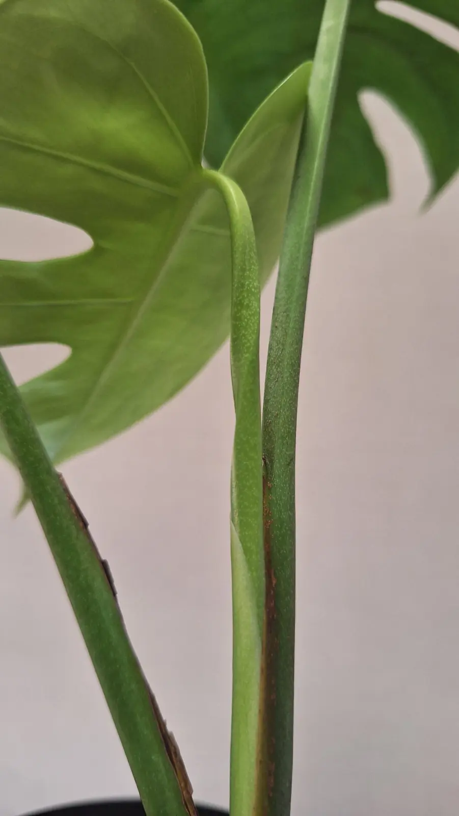 モンステラ　デリシオーサ　コンパクタ