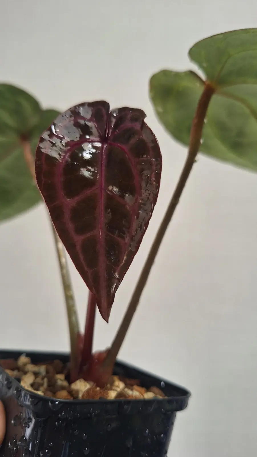 アンスリウム　ミシェル