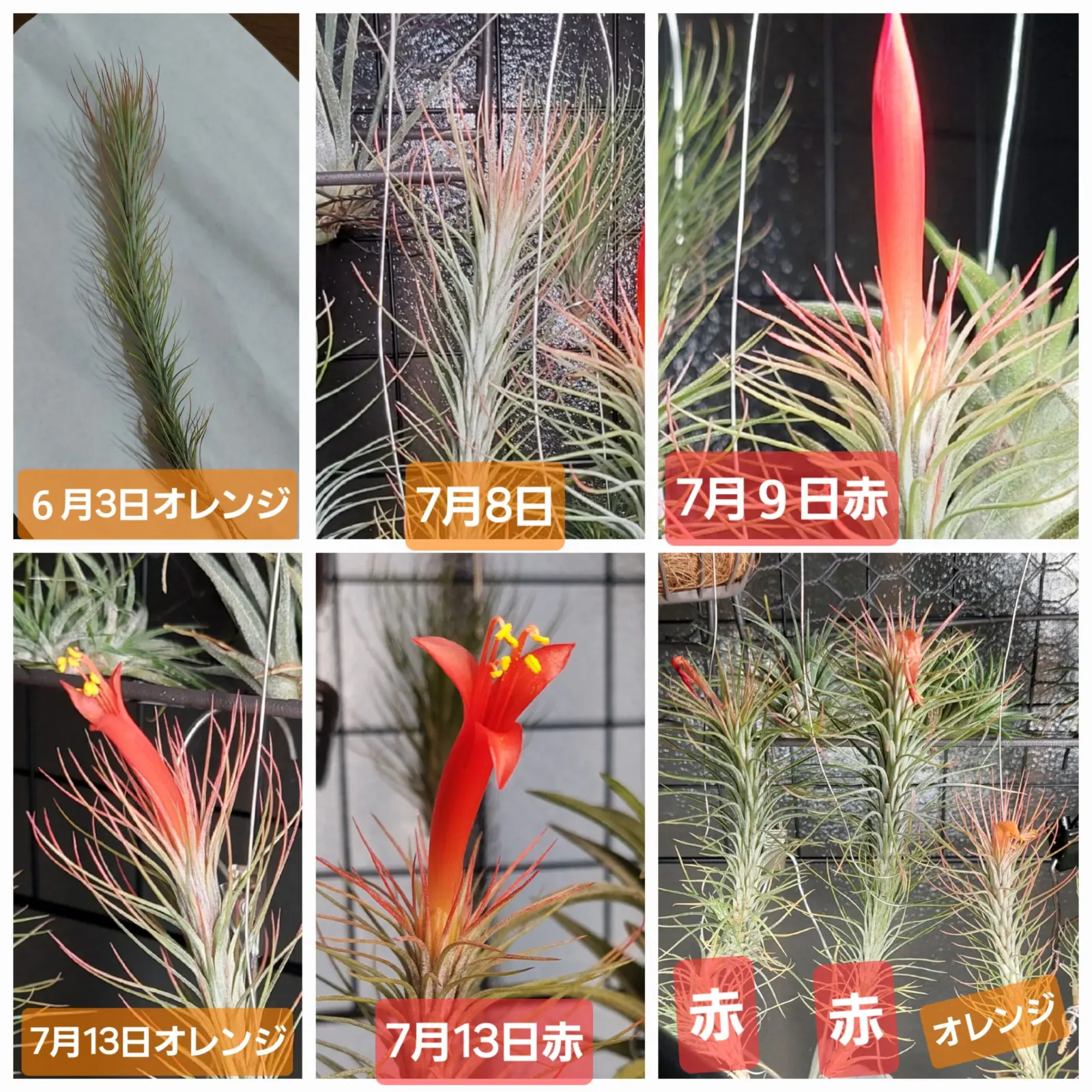 ティランジア　フンキアナ　オレンジとアカ