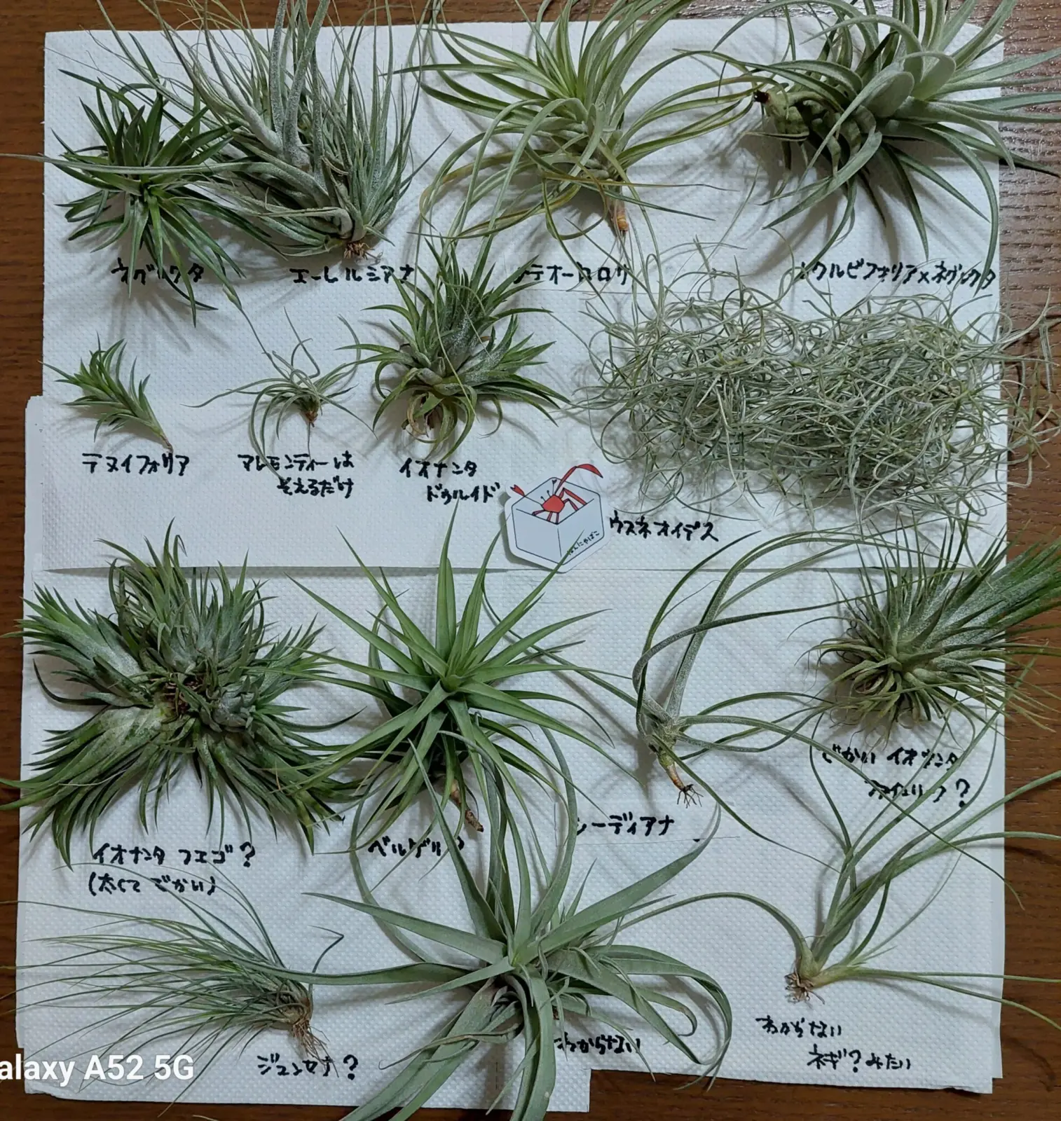 ティランジア　不明色々